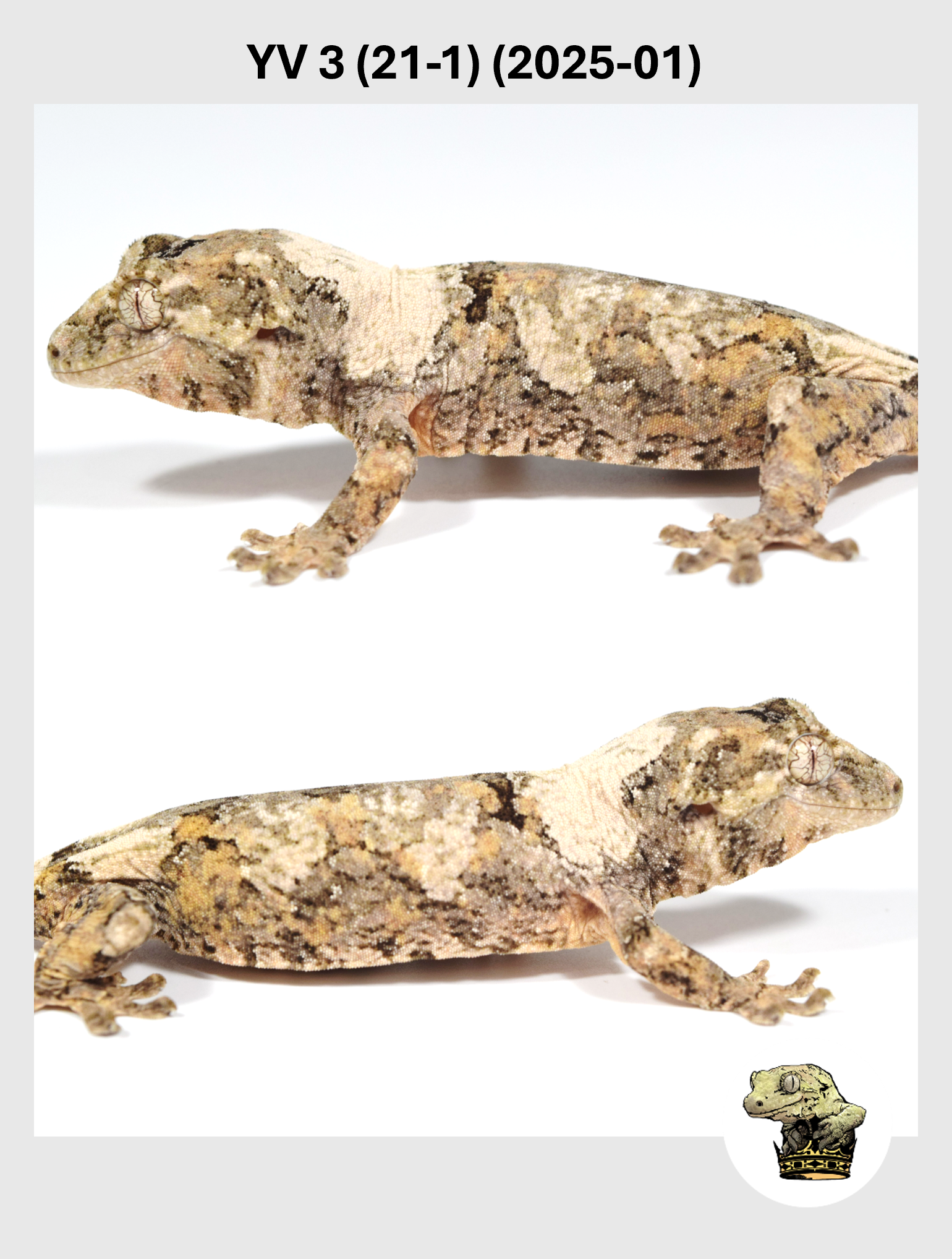 YV 3 (21-1) (2025-01) (2026-02-25) (4) SQSP.png