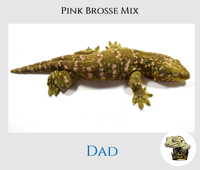 Brosse+ Male.png