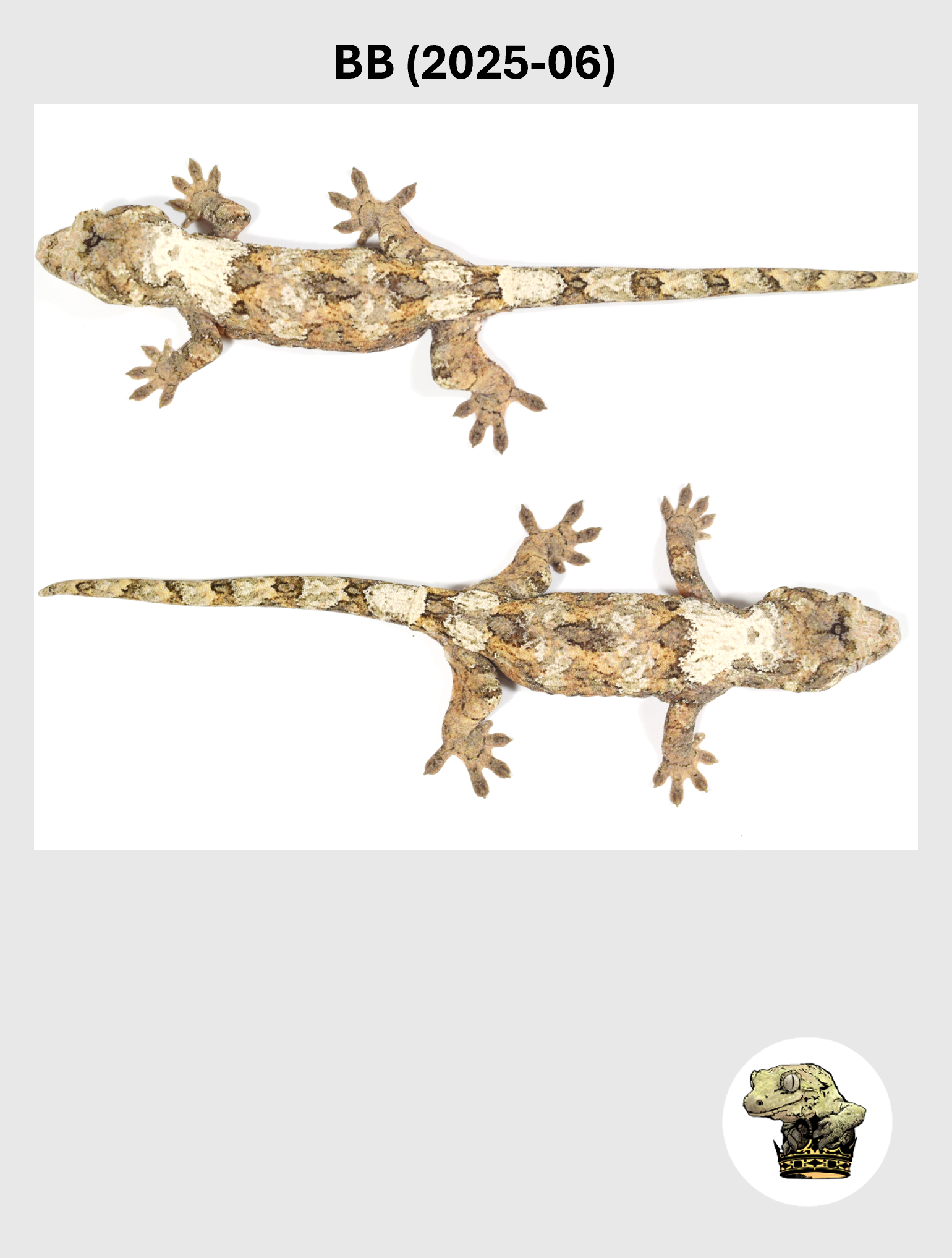 BB (2025-06) (2026-03-18) (5) SQSP.png