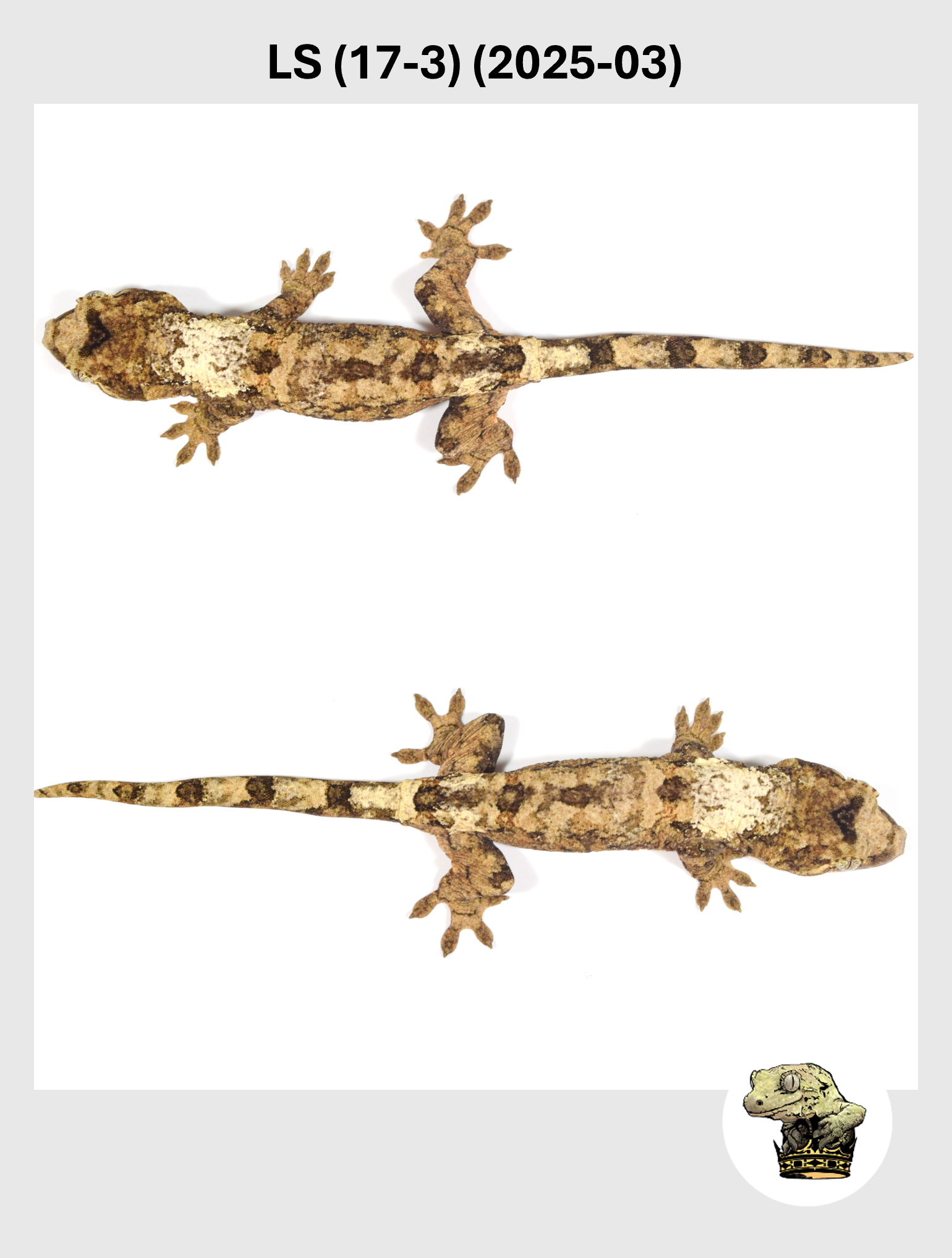 LS (17-3) (2025-03) (2026-01-20) (3) SQSP.png