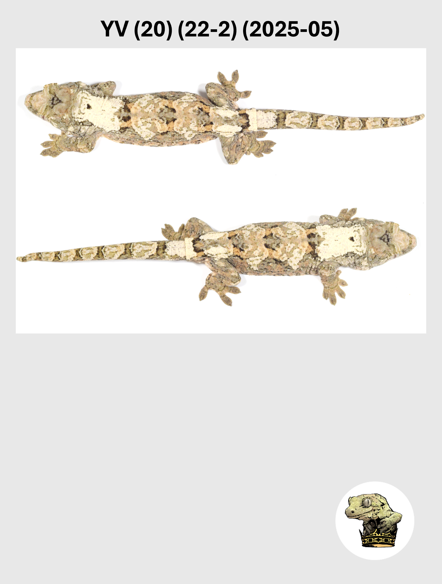 YV (20) (22-2) (2025-05) (2026-03-04) (5) SQSP.png