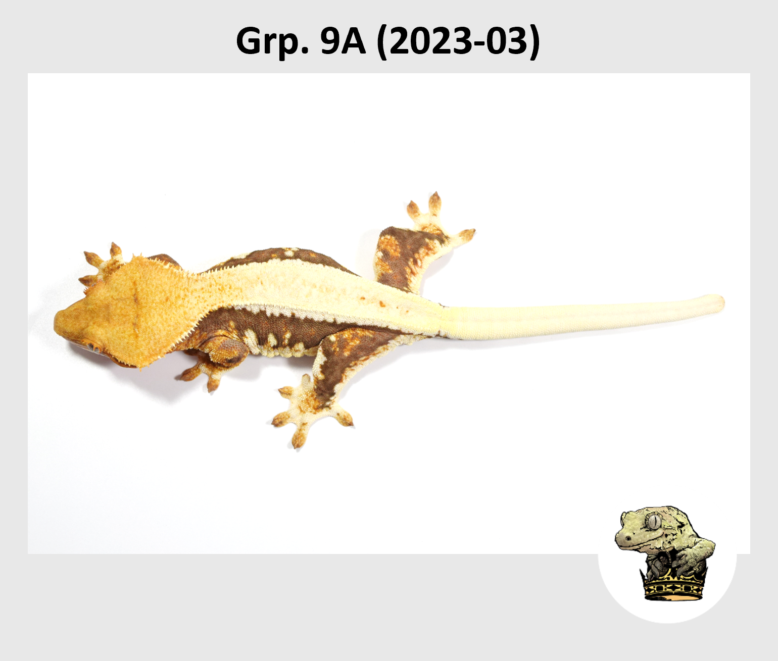 MM Grp. 9A (2023-03) (2024-12-23) (4).png