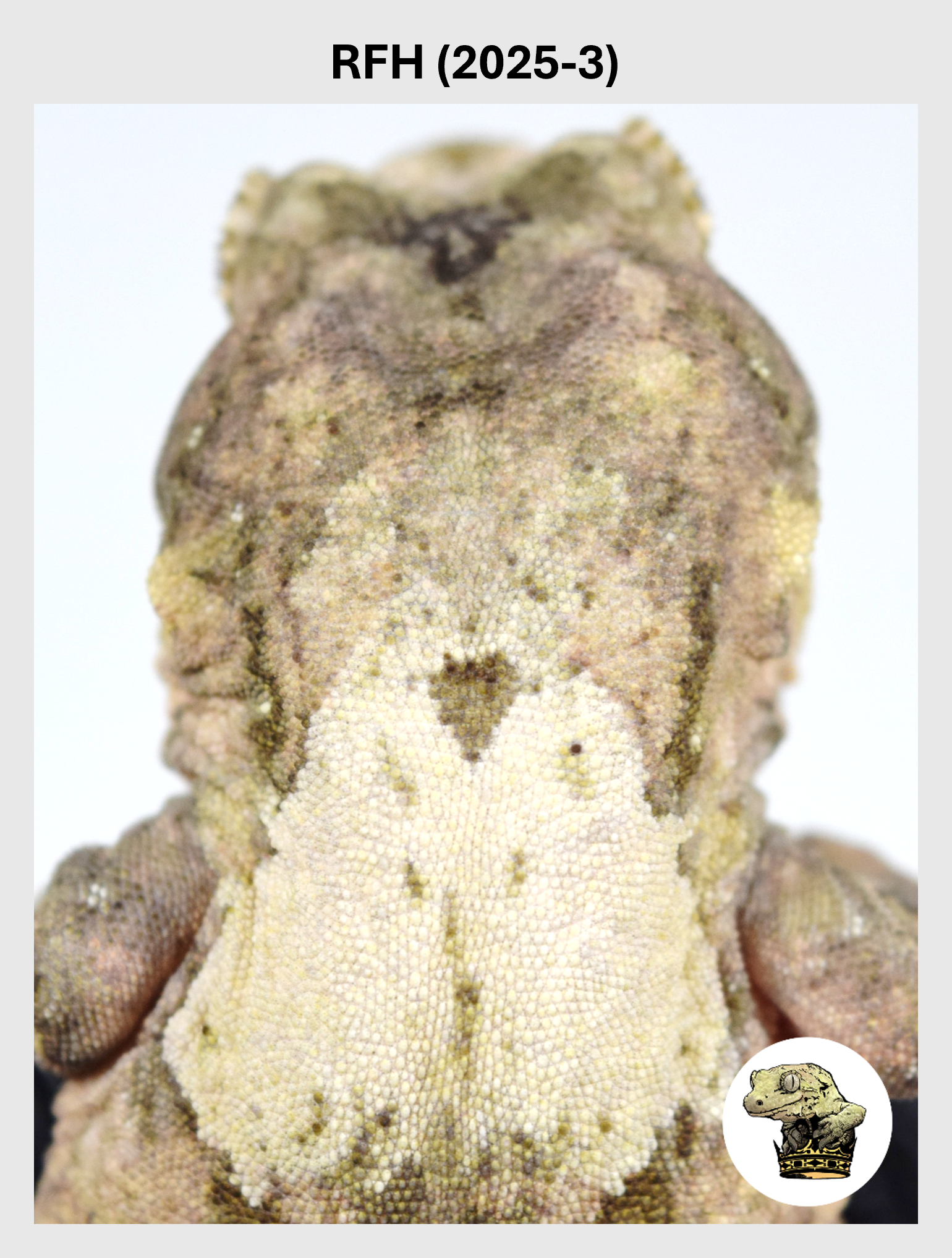 RFH (2025-3) (2026-03-11) (1) SQSP.png