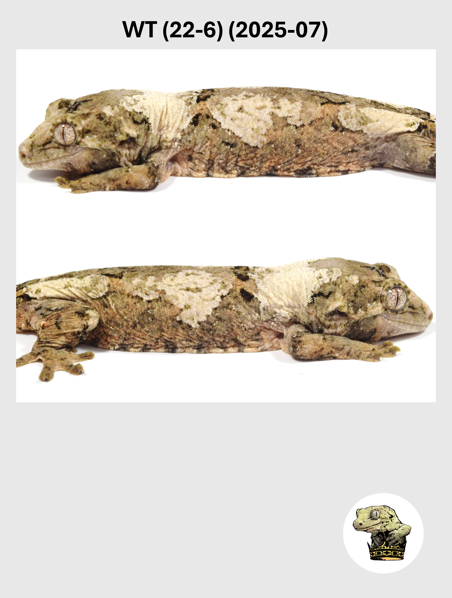 WT (22-6) (2026-07) (2025-03-25) (4) SQSP.png