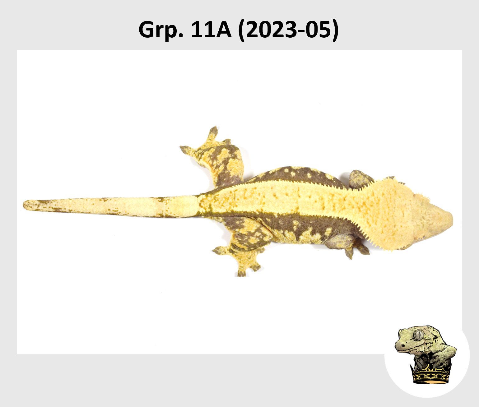 MM Grp. 11A (2023-05) (2024-03-05) (4).png