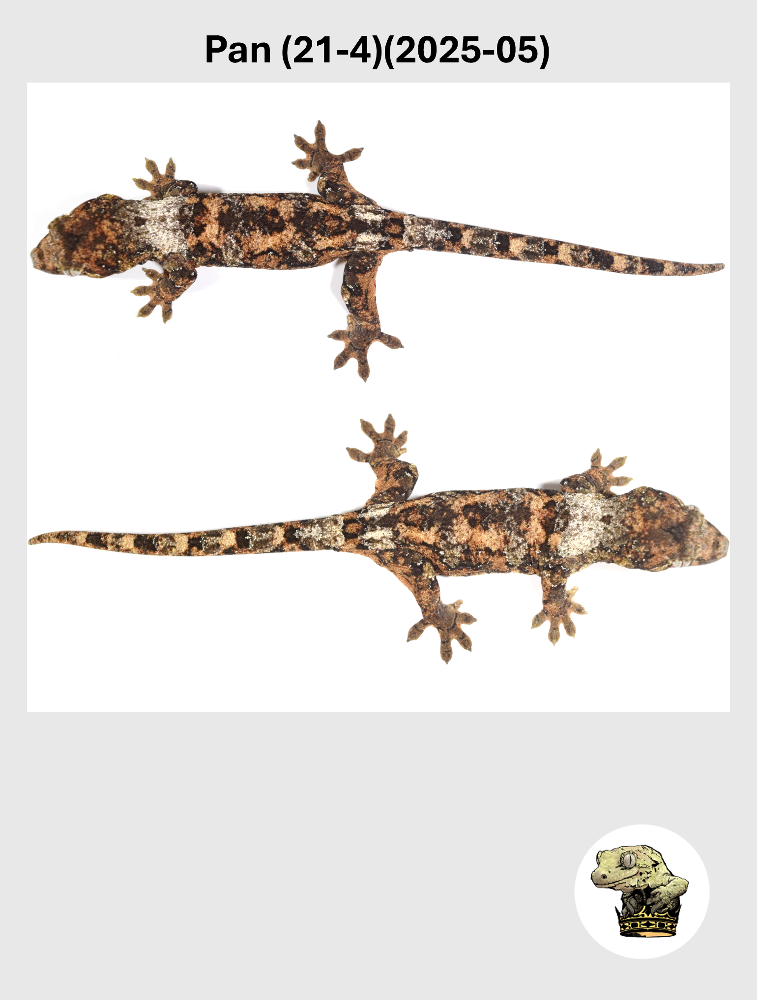 Pan (21-4)(2025-05) (2026-10-02) (3) SQSP.png