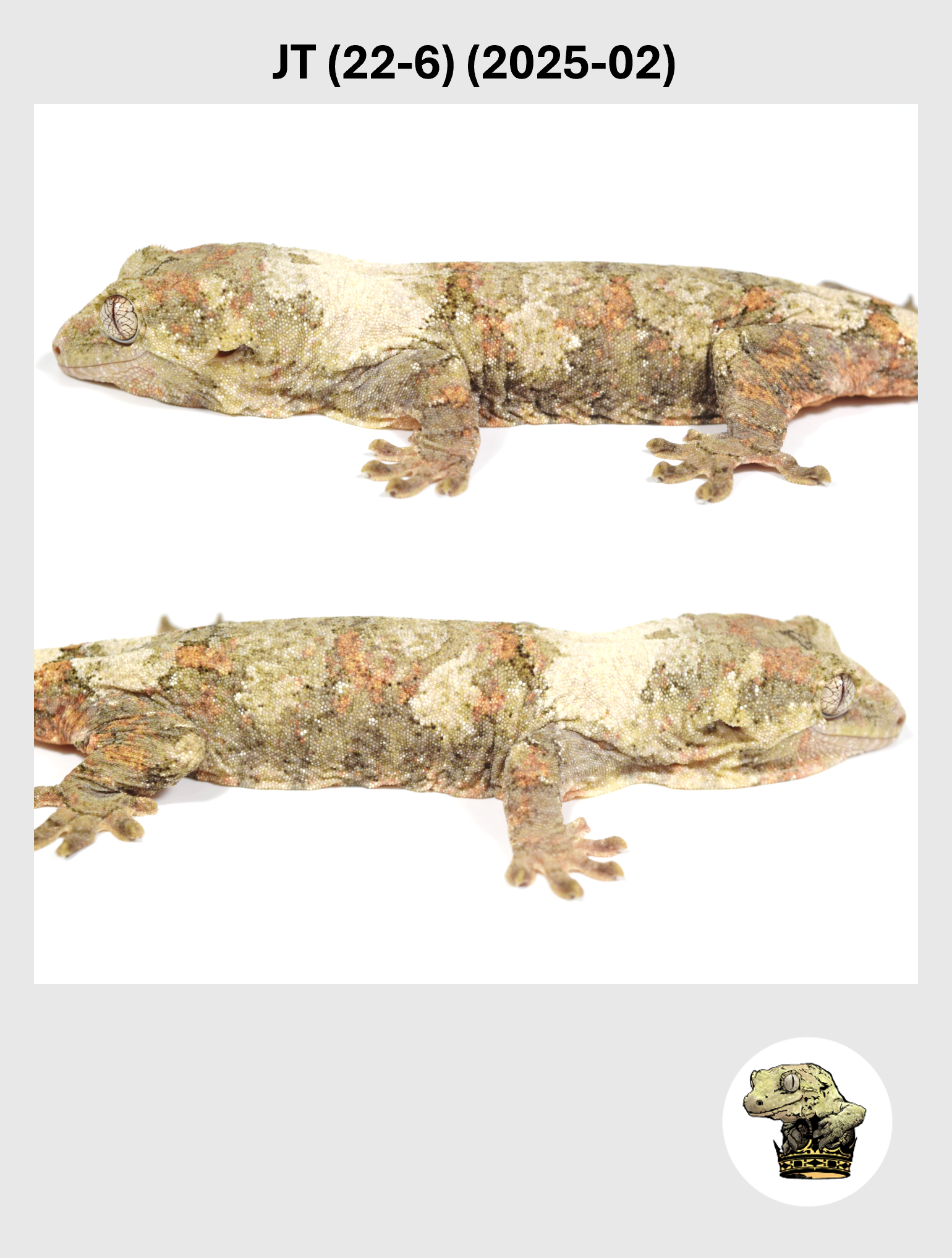 JT (22-6) (2025-02) (2026-10-02) (4) SQSP.png