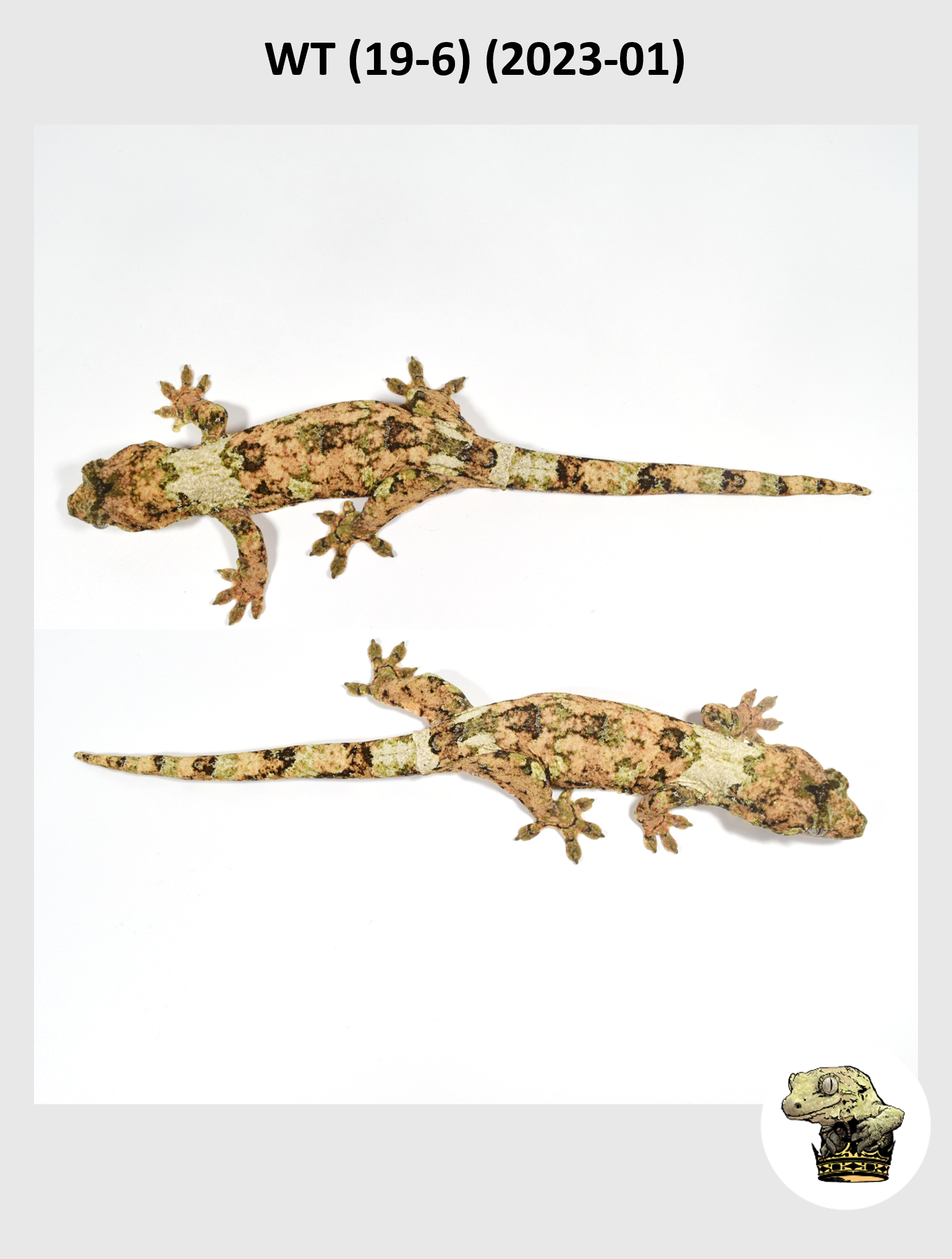 WT (19-6) (2023-01) (2024-05-25) (3) SQSP.png