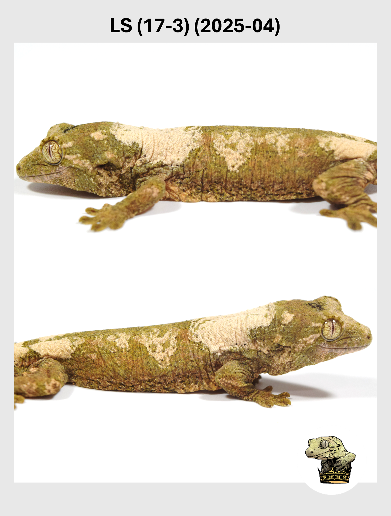 LS (17-3) (2025-04) (2025-12-22) (4) SQSP.png