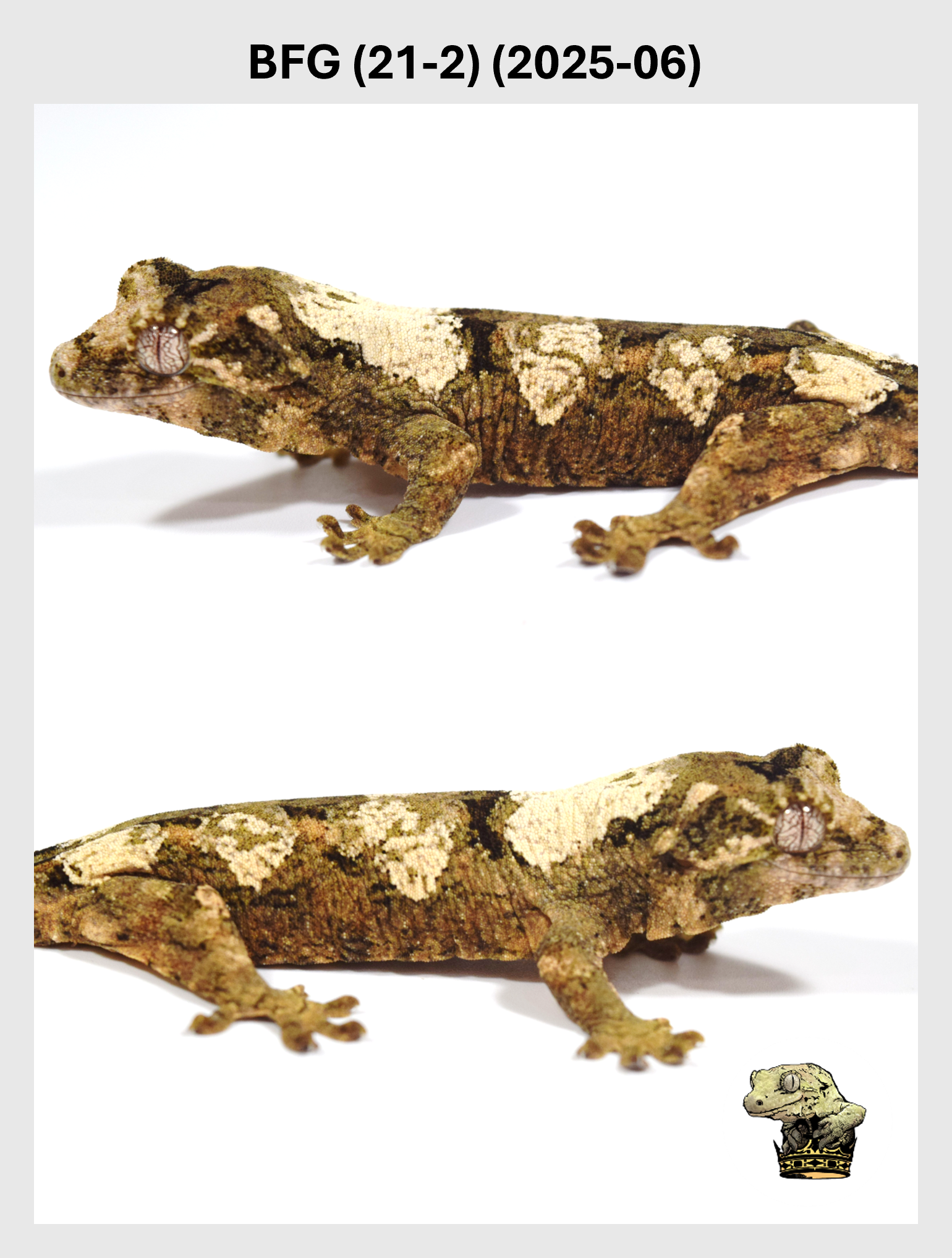 BFG (21-2) (2025-06) (2025-12-22) (2) SQSP.png