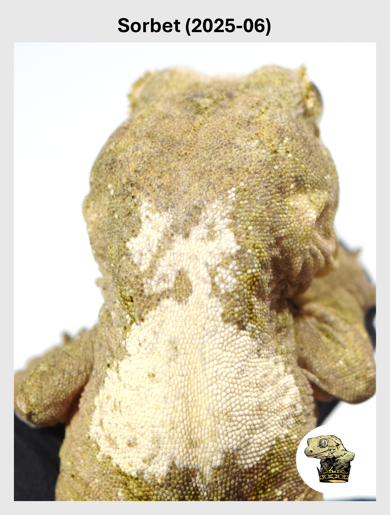 Sorbet (2025-06) (2025-12-16) (1) SQSP.png