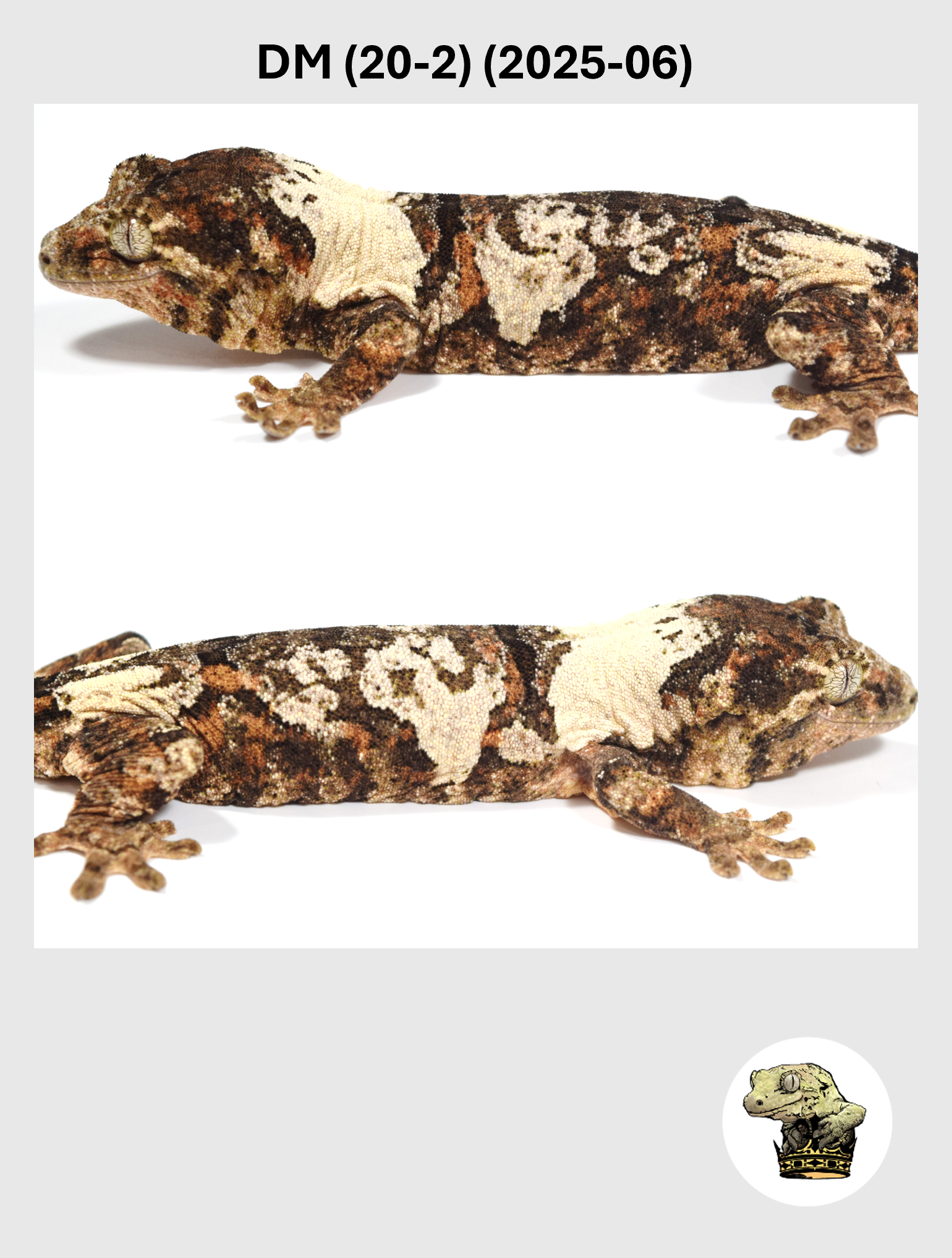 DM (20-2) (2025-06) (2026-03-25) (3) SQSP.png