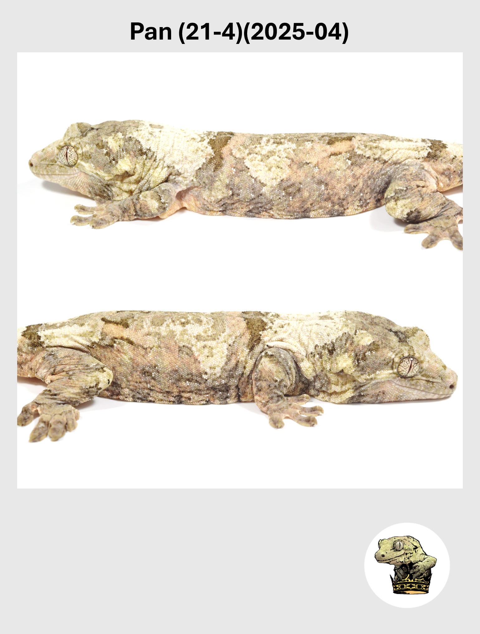 Pan (21-4)(2025-04) (2026-10-02) (4) SQSP.png