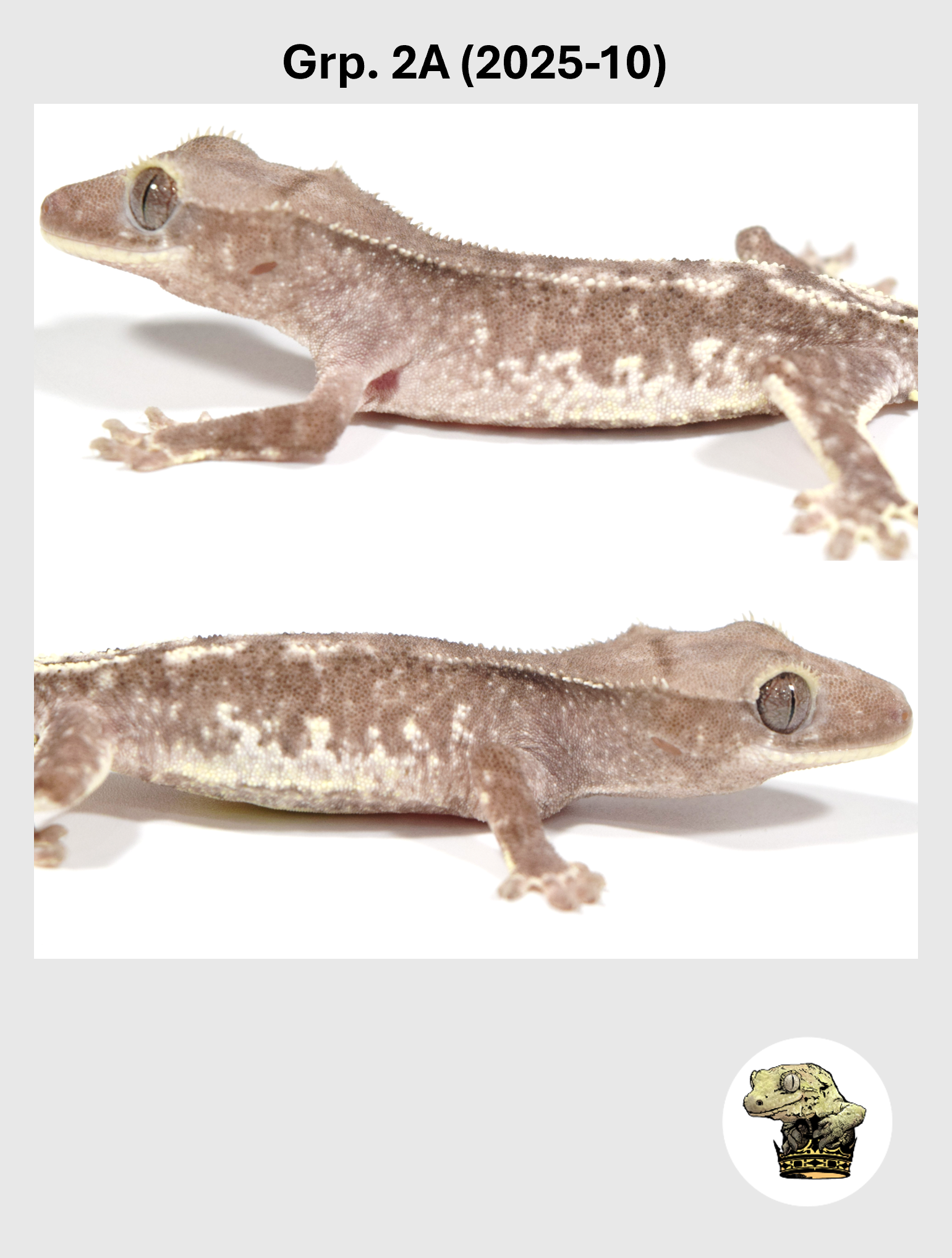 Grp. 2A (2025-10) (2026-03-18) (2) SQSP.png