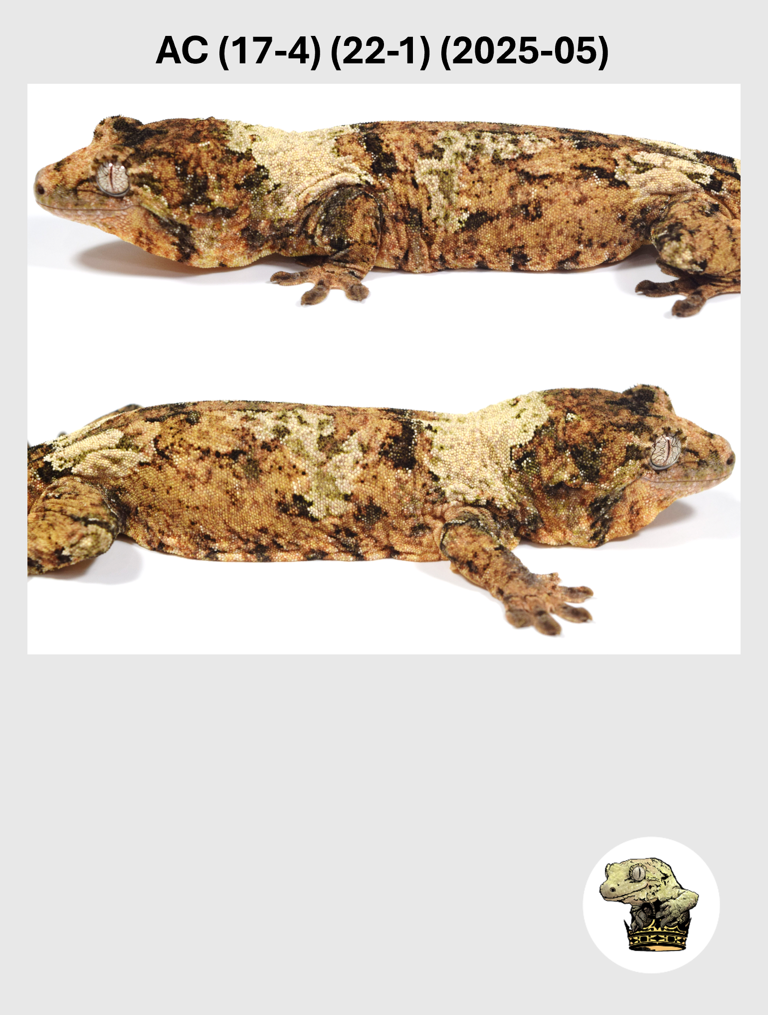 AC (17-4) (22-1) (2025-05) (2026-03-11) (2) SQSP.png