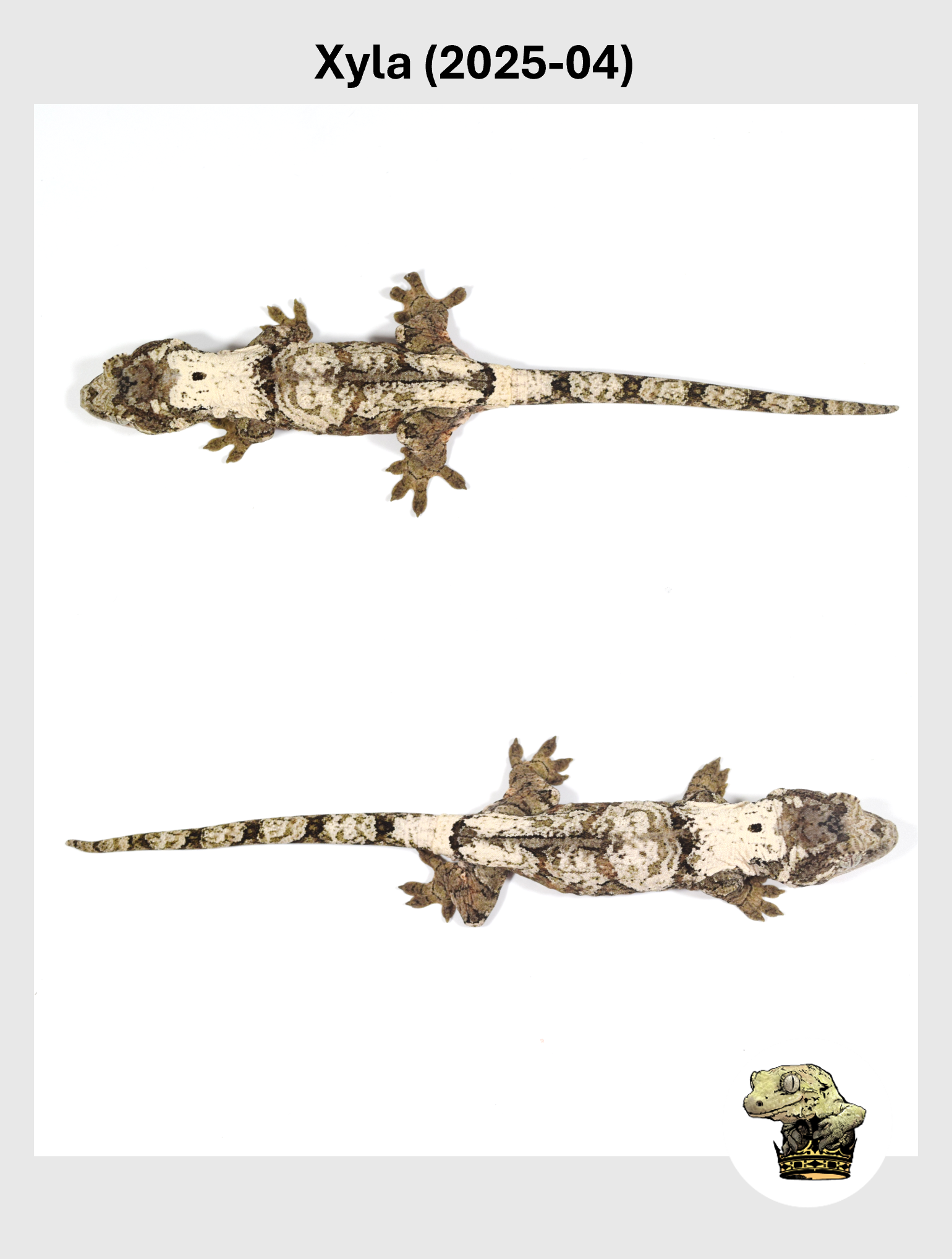 Xyla (2025-04) (2025-12-16) (5) SQSP.png