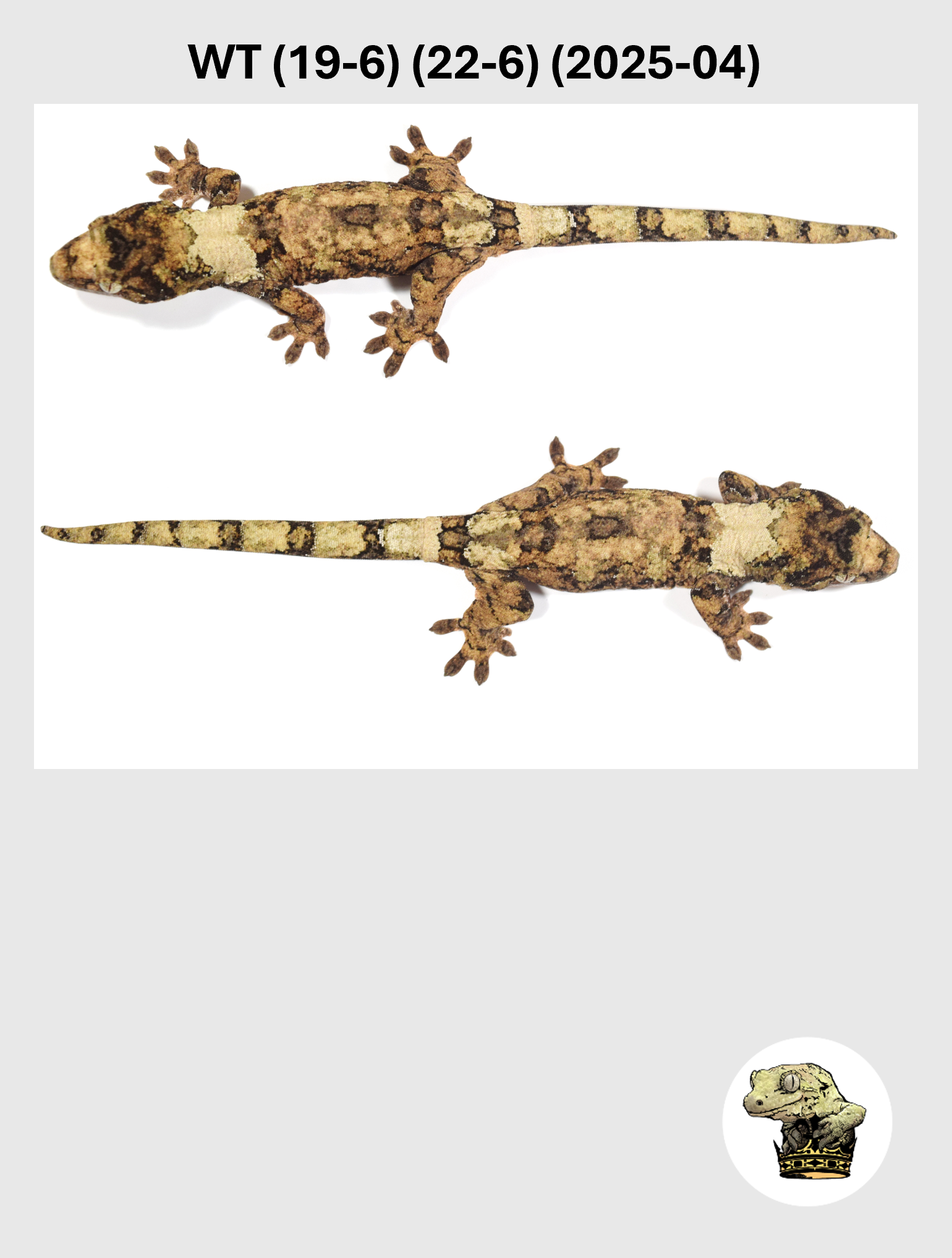 WT (19-6) (22-6) (2025-04) (2026-03-11) (3) SQSP.png