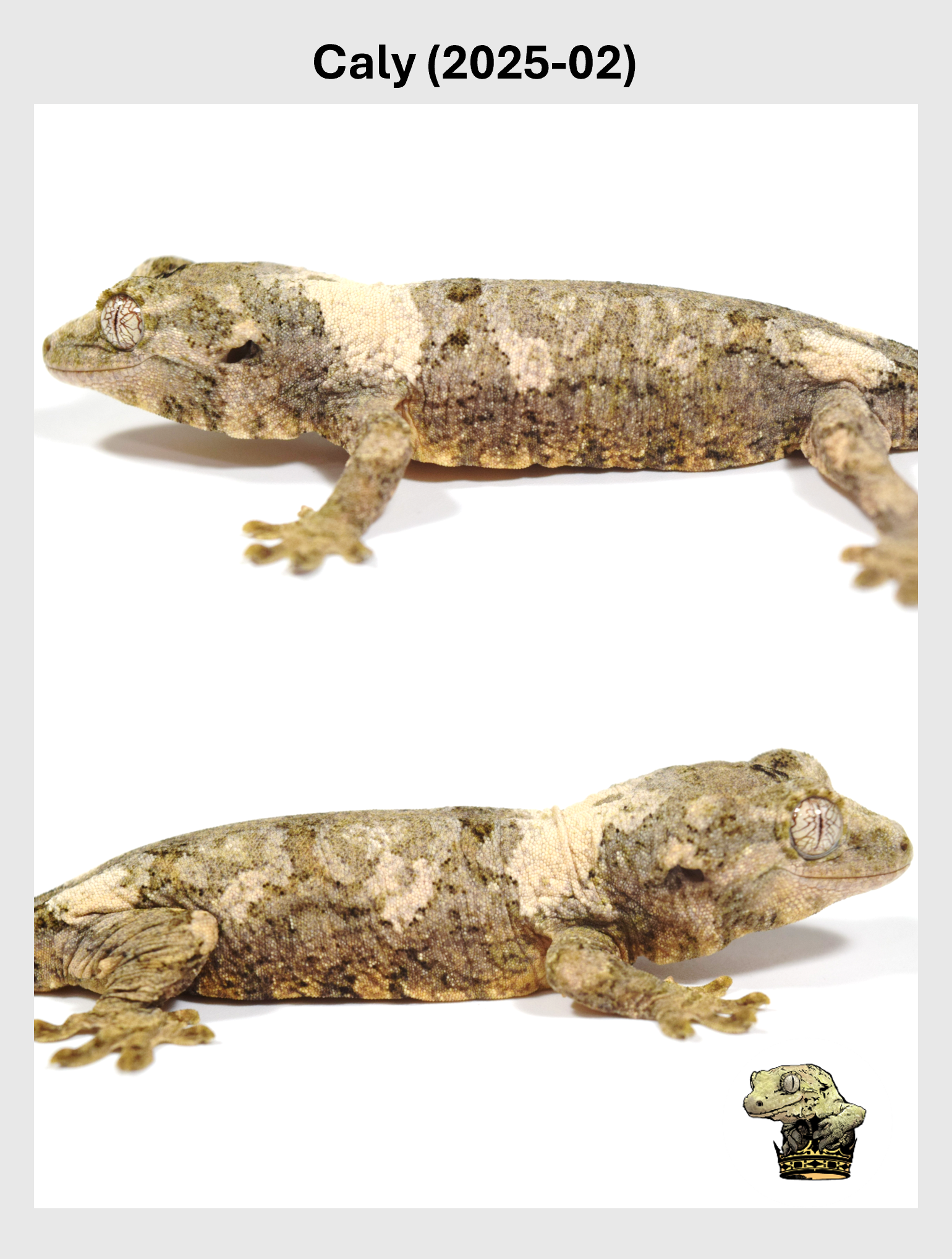 Caly (2025-02) (2025-12-22) (4) SQSP.png