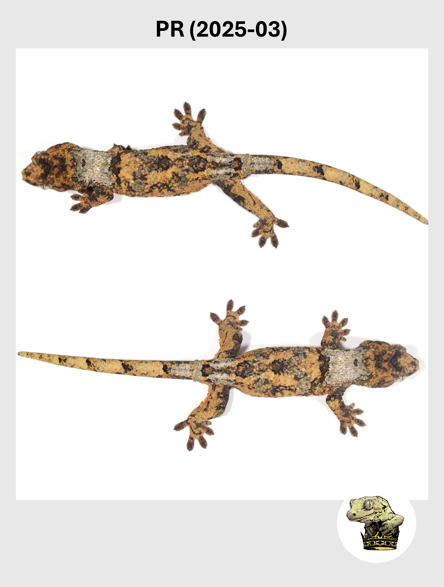 Super White Line Male*! PR (2025-03)