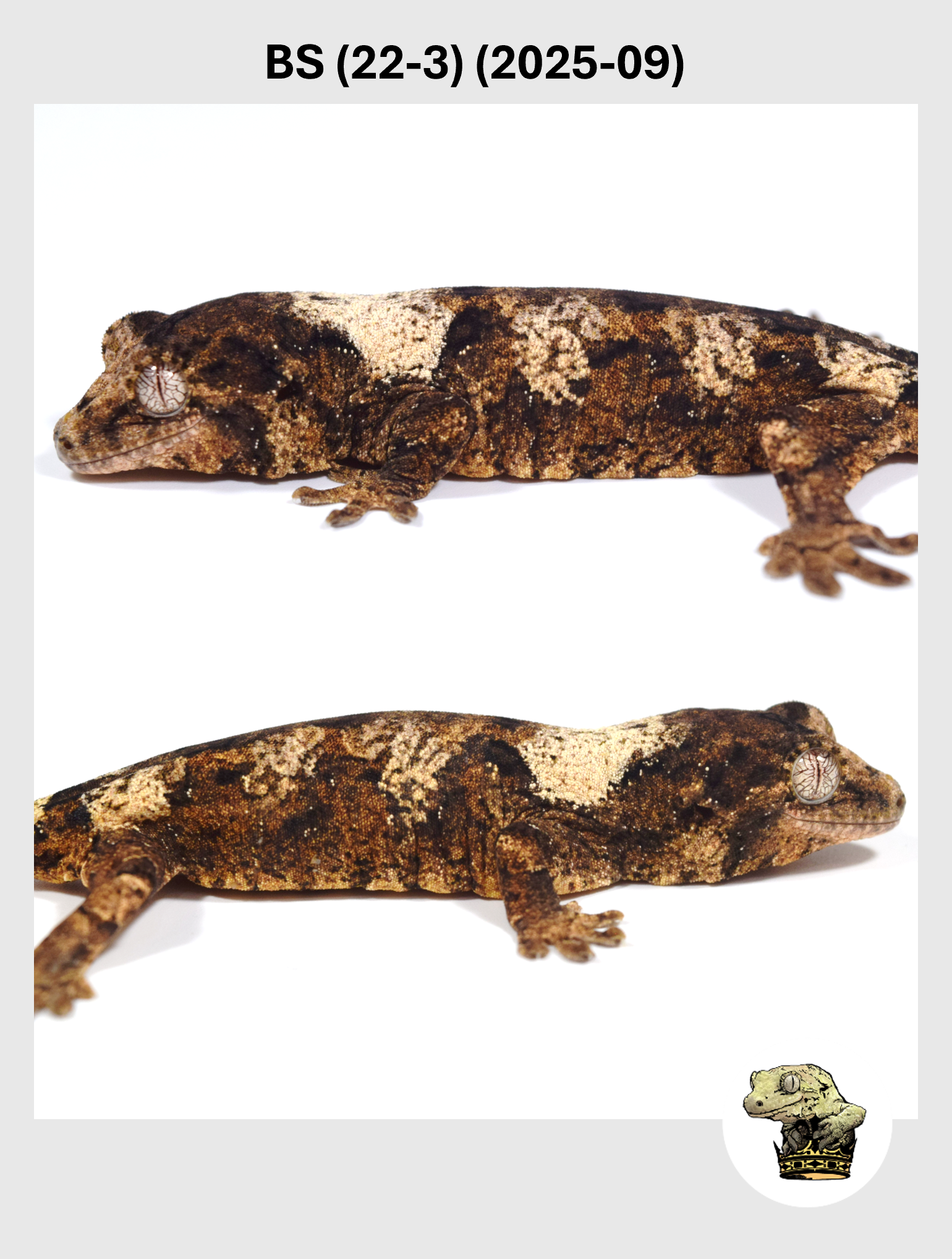 BS (22-3) (2025-09) (2025-12-22) (2) SQSP.png