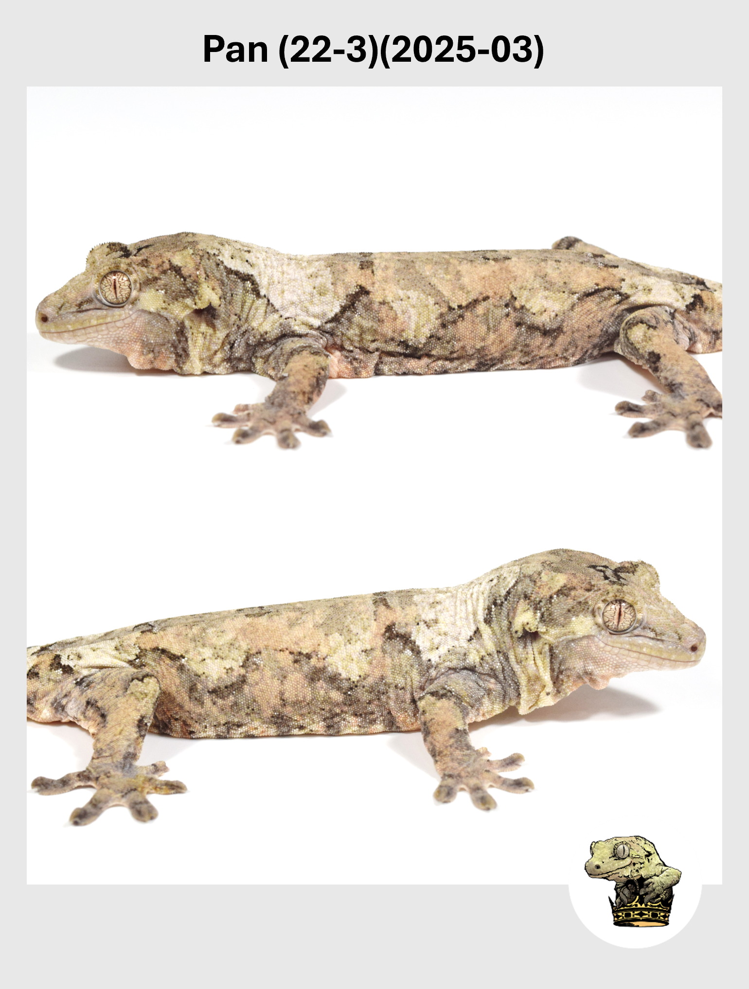 Pan (22-3)(2025-03) (2026-02-10) (4) SQSP.png