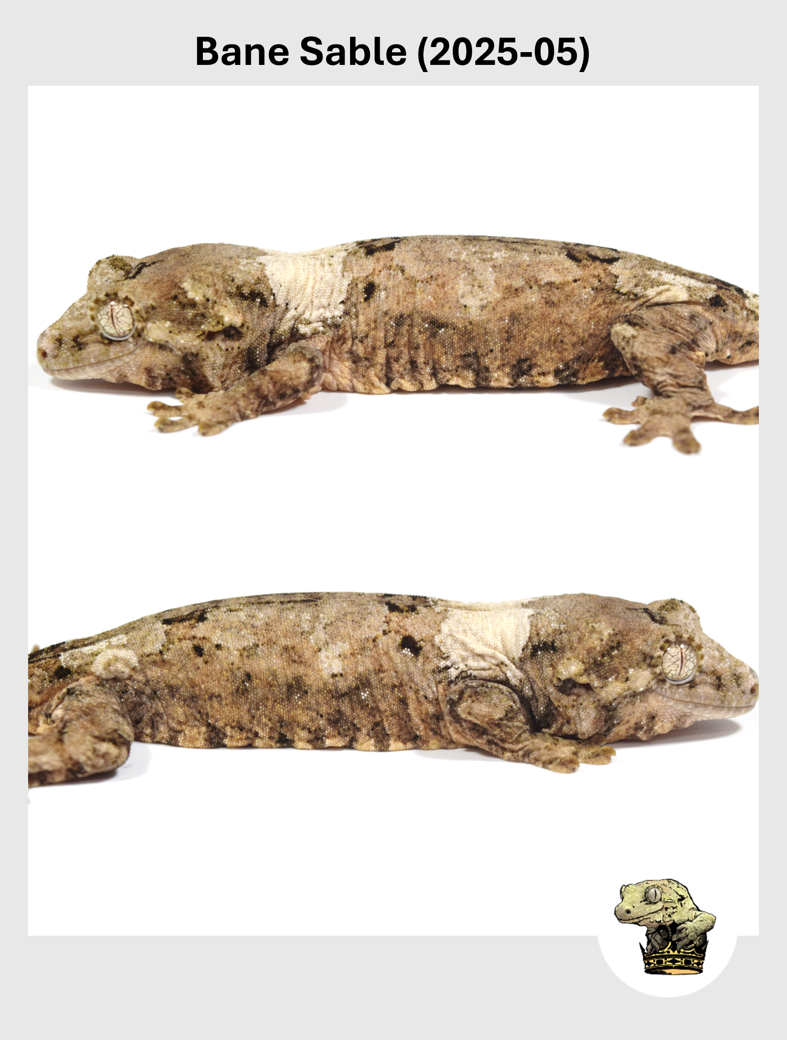 Bane Sable (2025-05) (2026-01-20) (4) SQSP.png