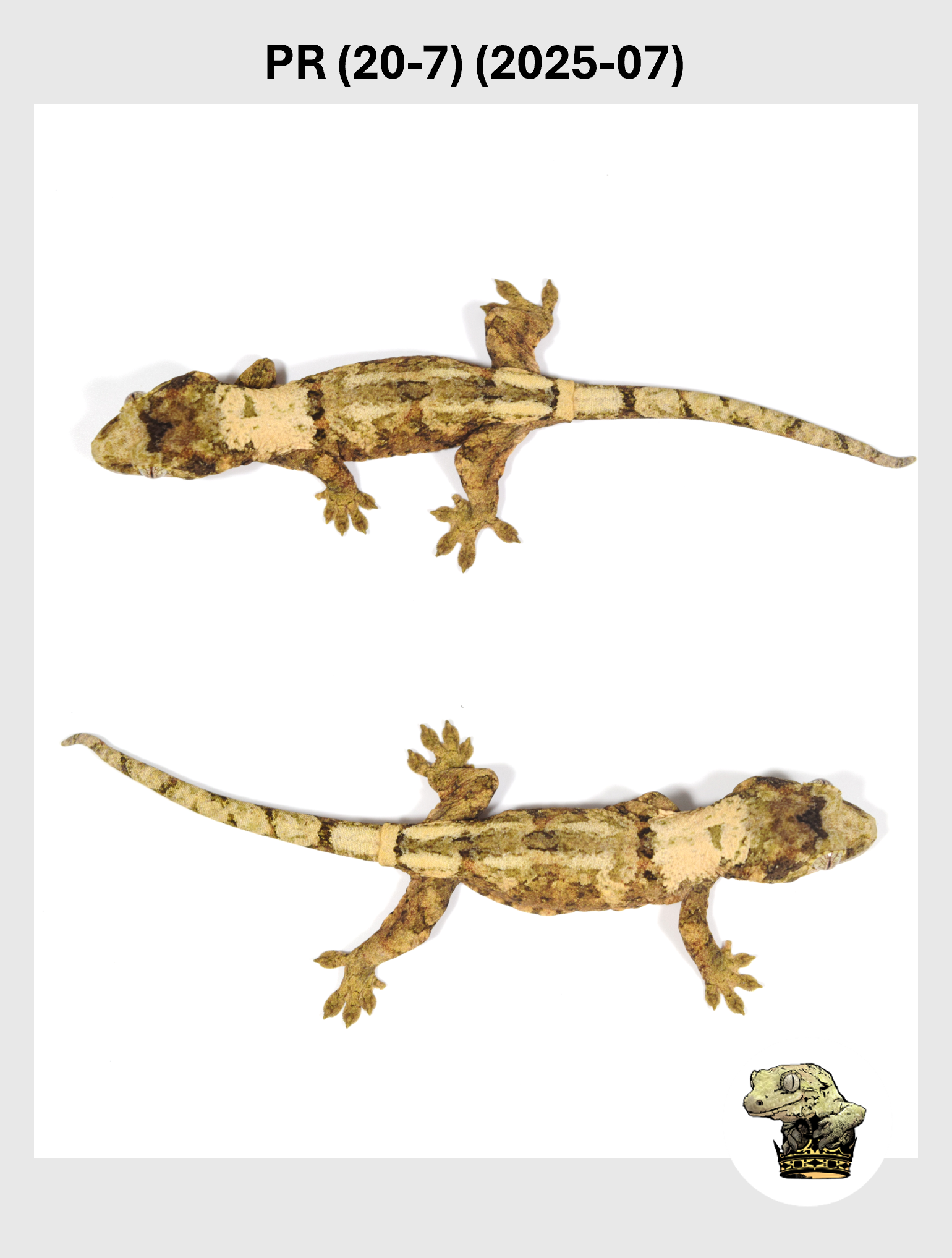 PR (20-7) (2025-07) (2025-12-16) (3) SQSP.png (Copy)