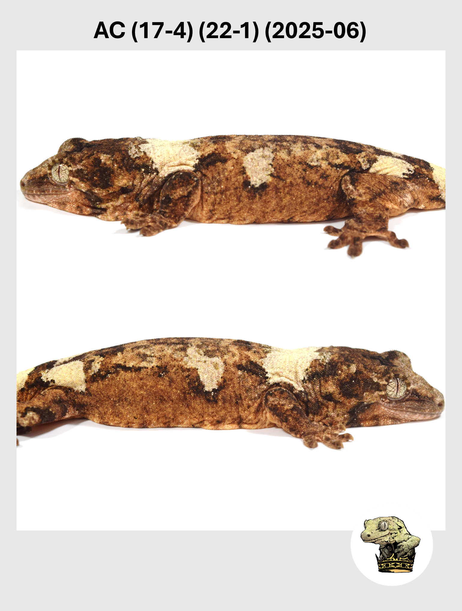 Pan (22-9) (2025-04) (2026-01-20) (2) MM.png