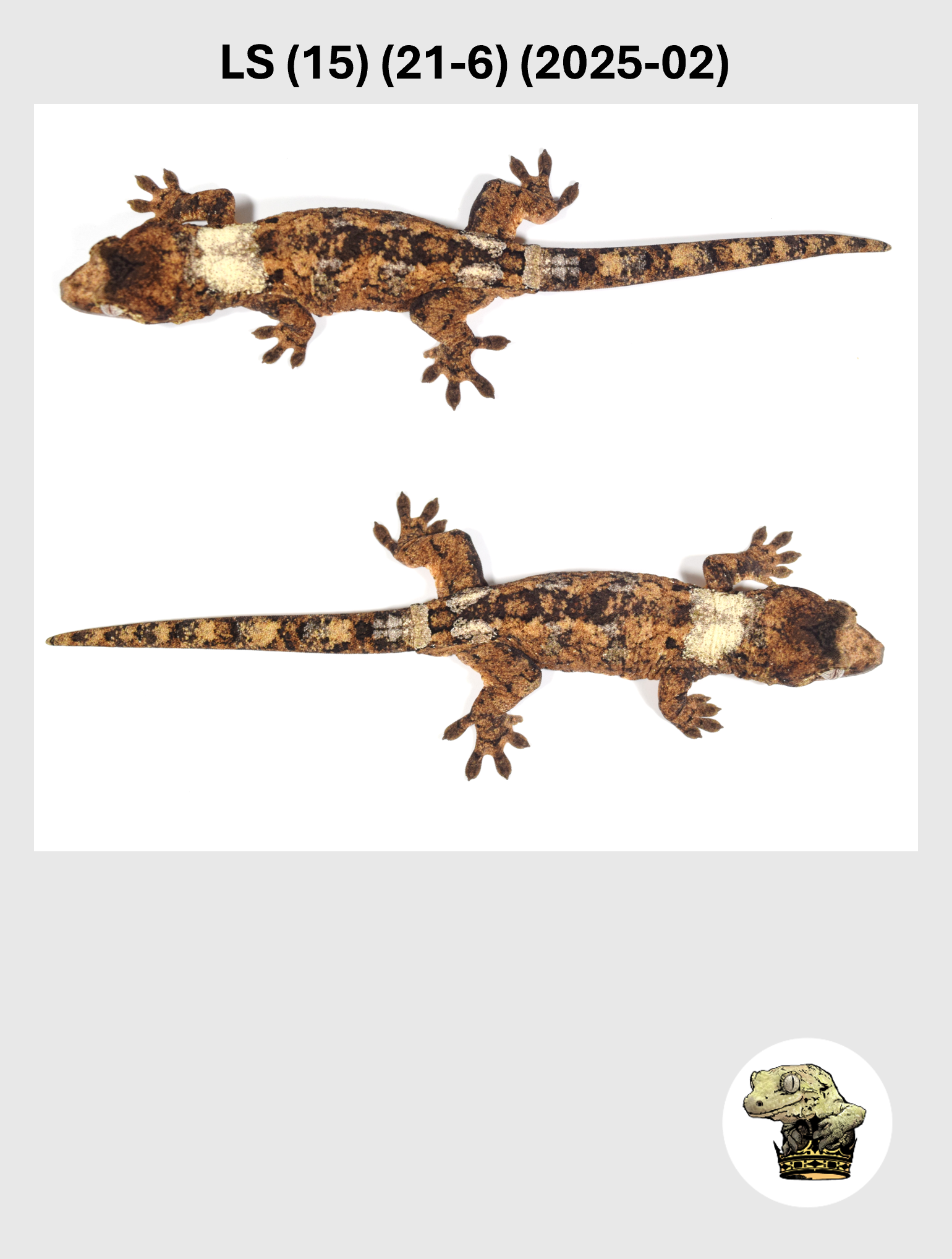 LS (15) (21-6) (2025-02) (2026-03-11) (3) SQSP.png