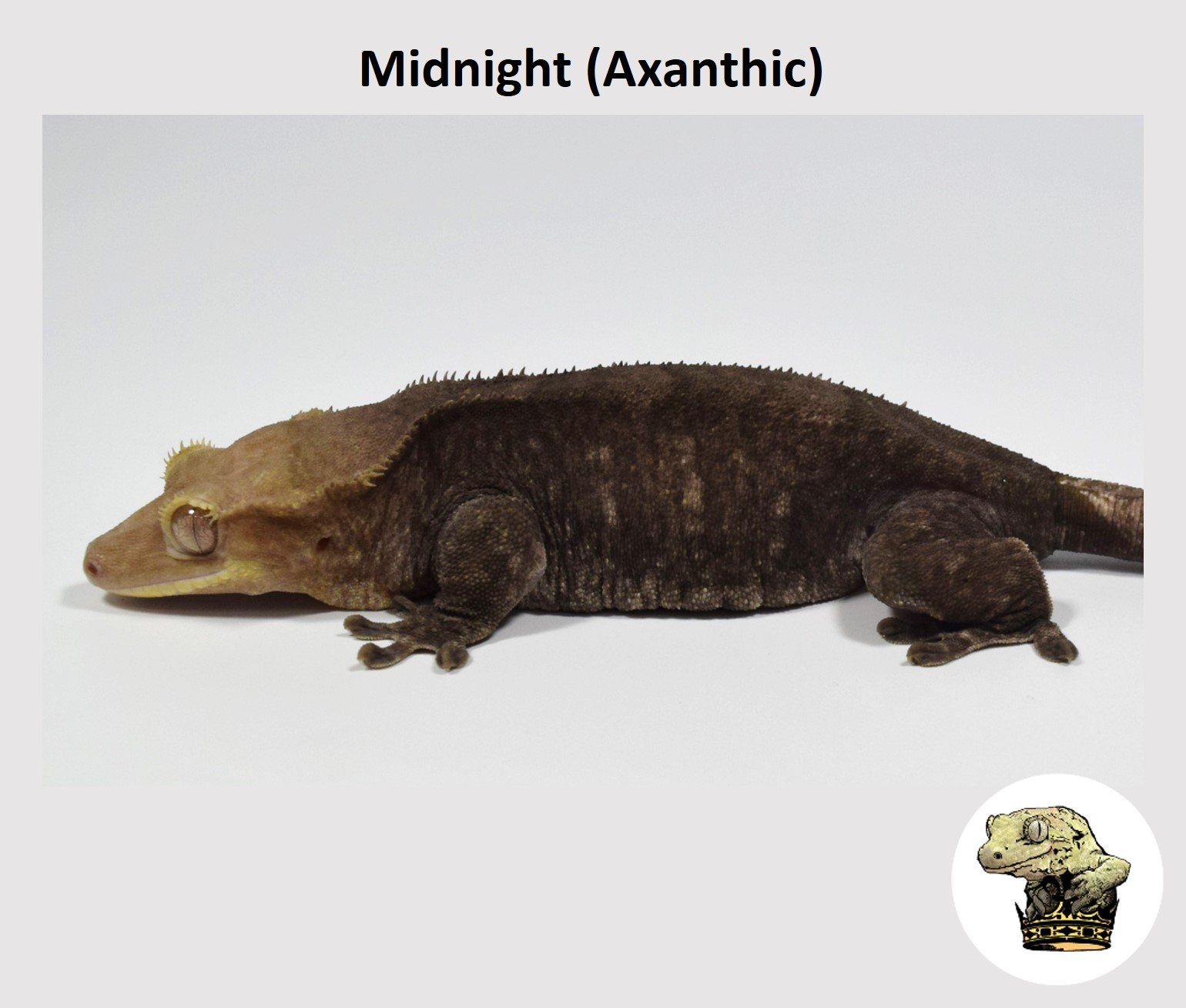 MM Midnight (Axanthic) (2024-1-2) (2).jpg (Copy)