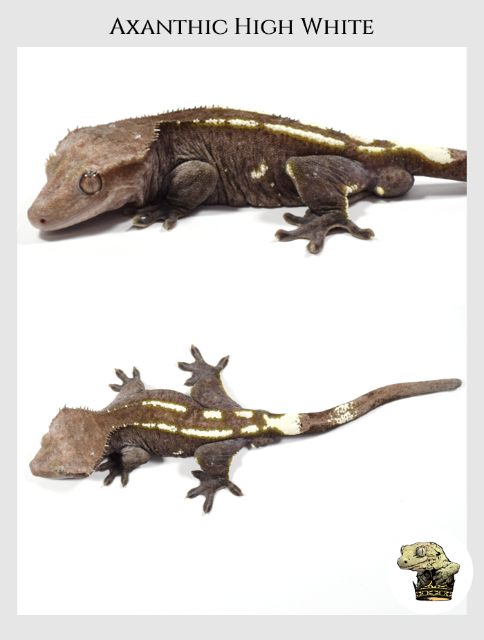 Crested Gecko (1).png