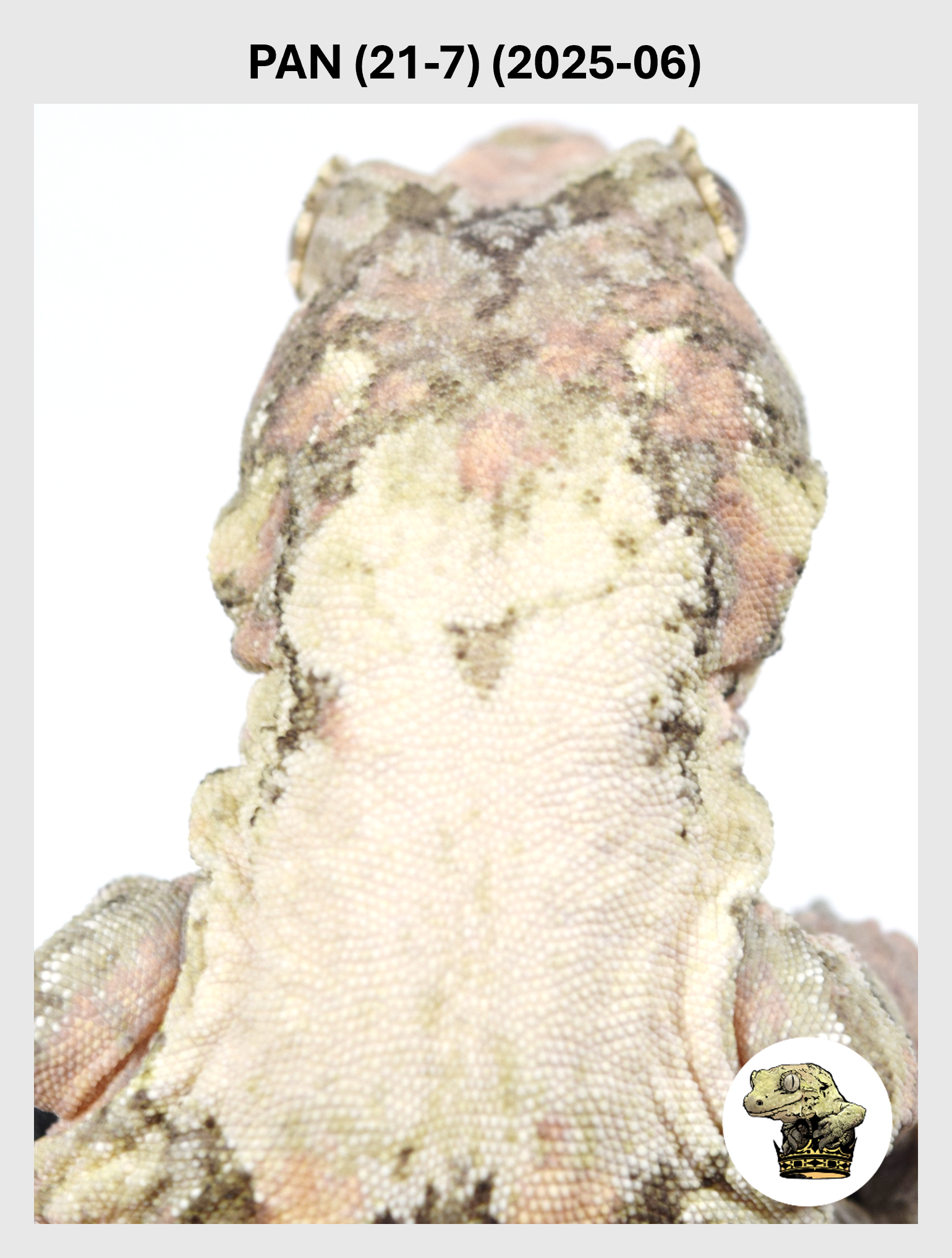 Super White Female! Pan (21-7) (2025-06)