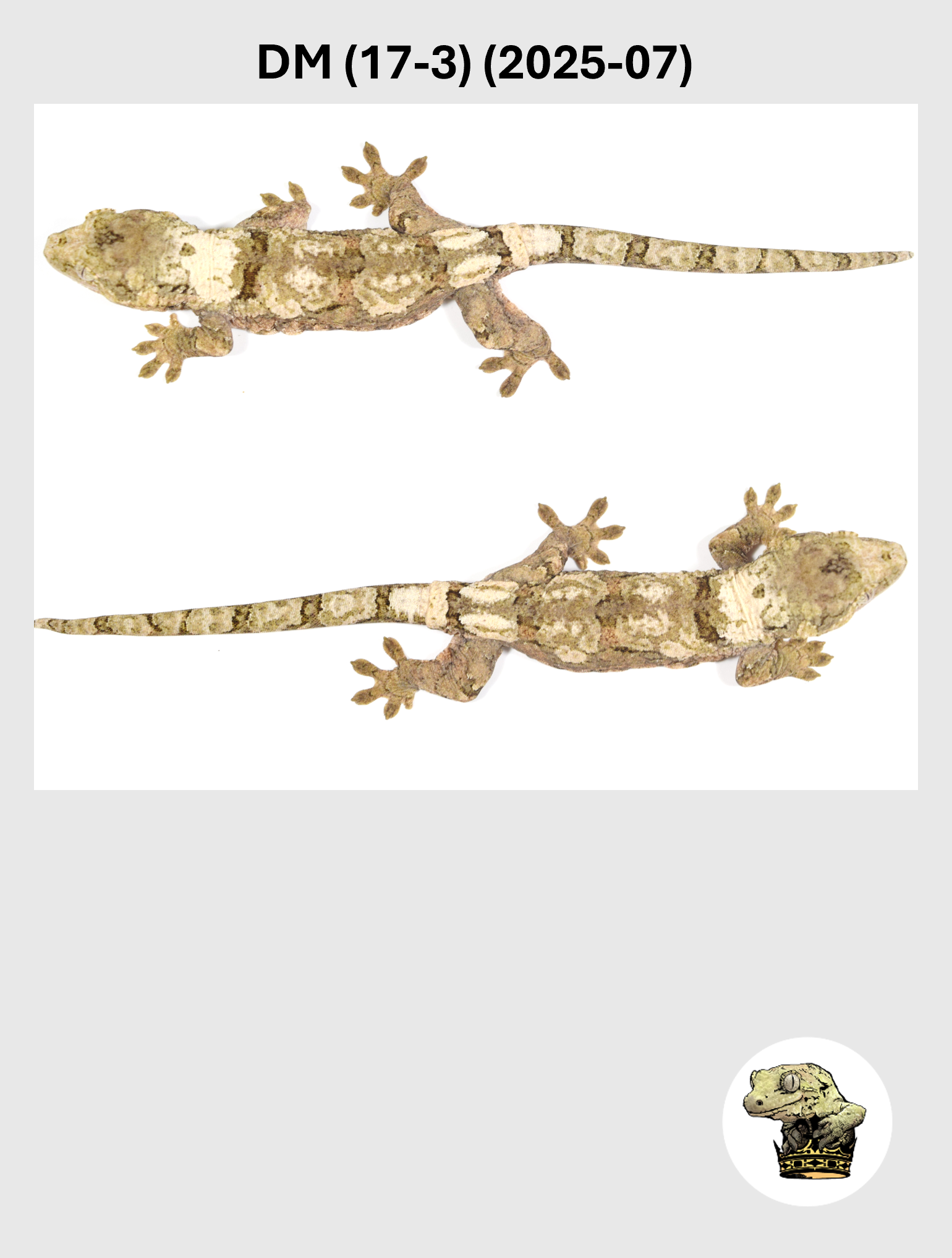 DM (17-3) (2025-07) (2026-03-04) (5) SQSP.png