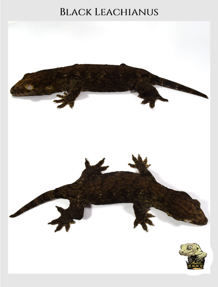 Leachianus (5).png
