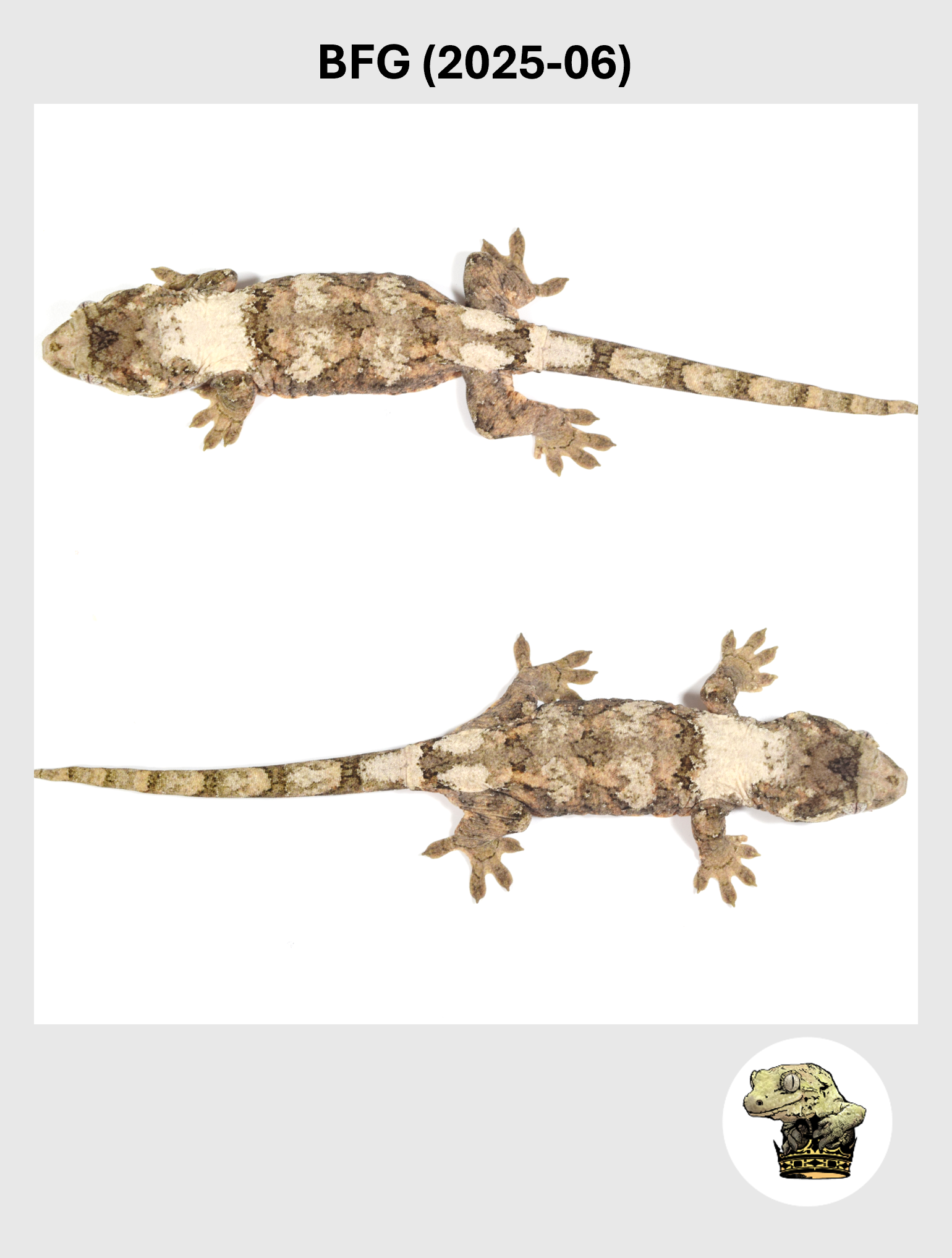 Large White Collar Female*! BFG (2025-06)