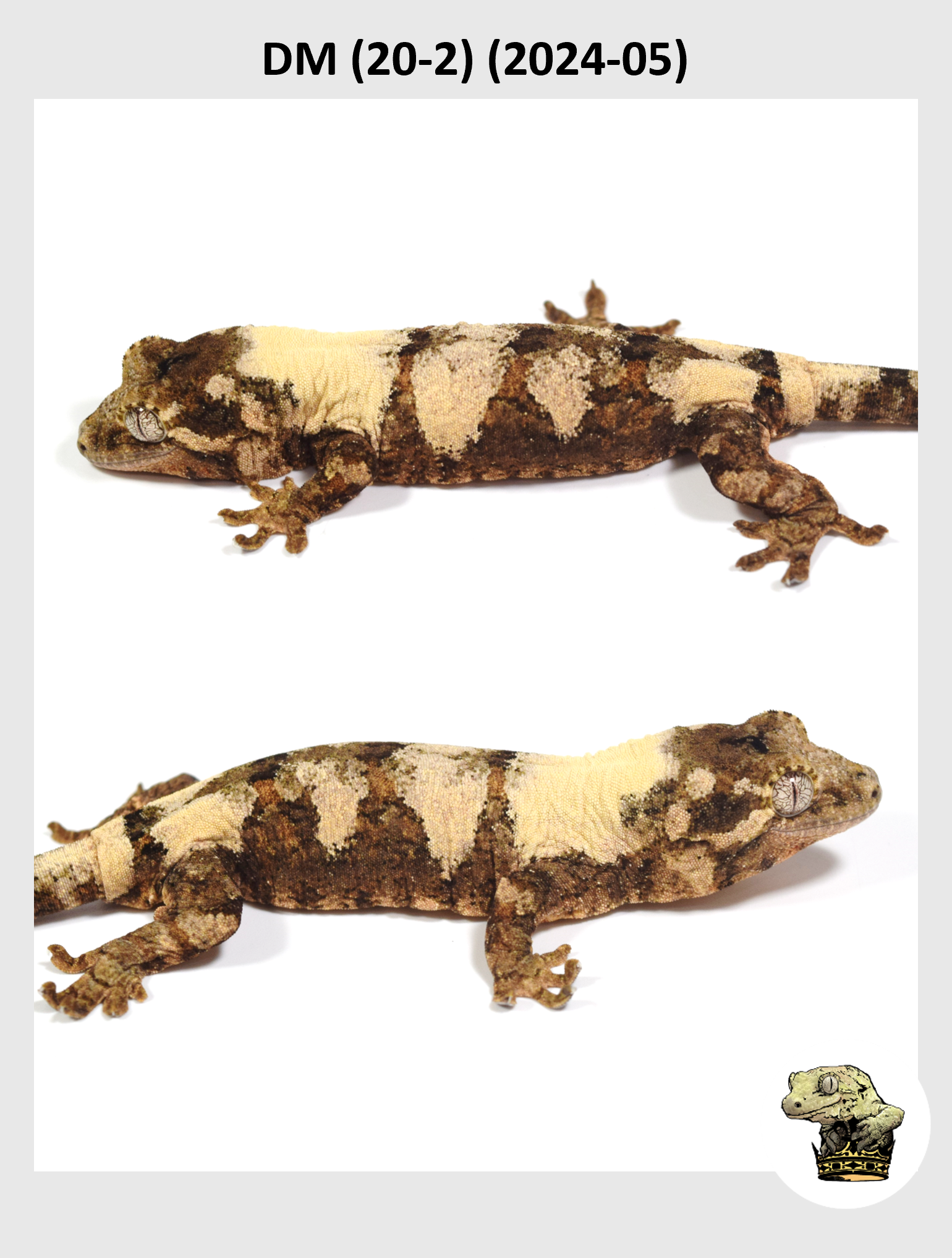 DM (20-2) (2024-05) (2025-01-15) (2) SQSP.png