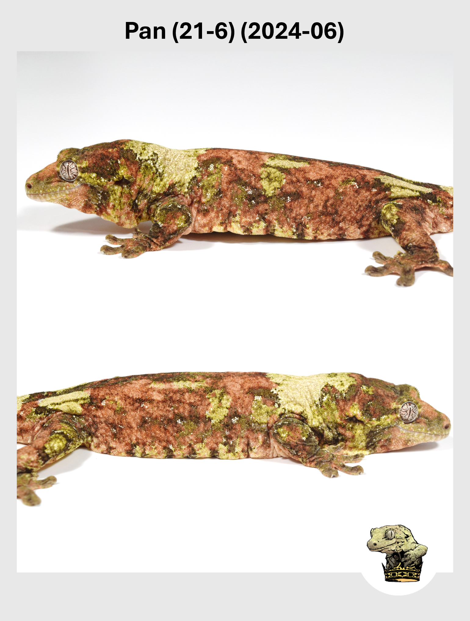 Pan (21-6) (2024-06) (2025-12-22) (2) SQSP.png