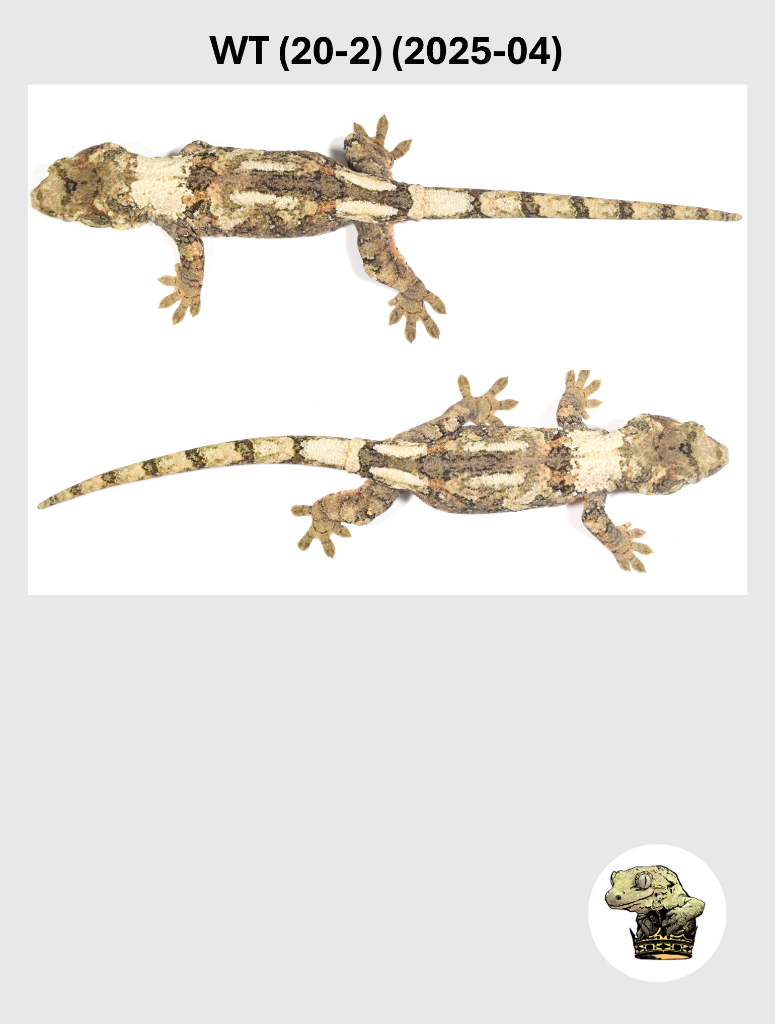 WT (20-2) (2025-04) (2026-03-25) (3) SQSP.png