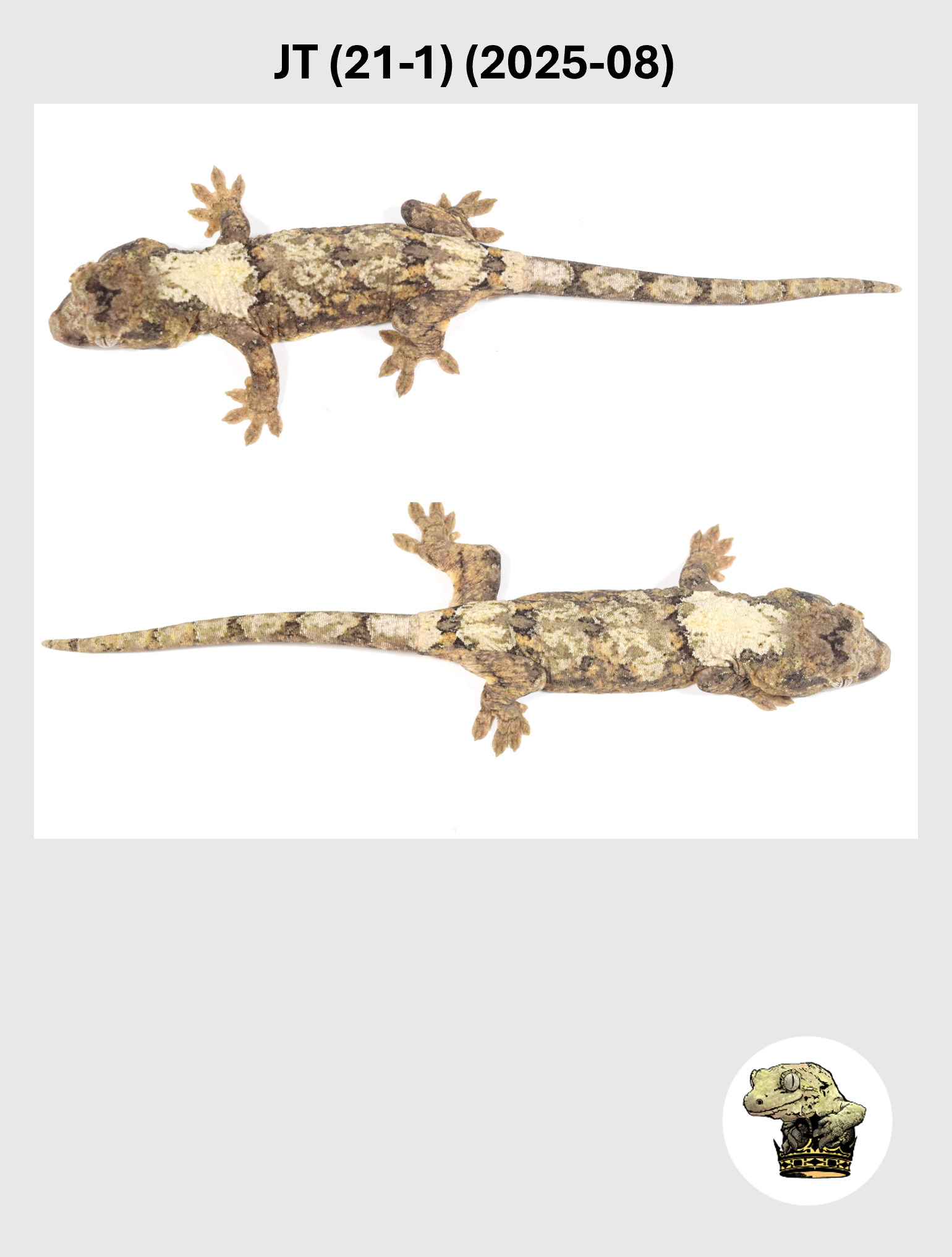 Super White Line Male*! JT (21-1) (2025-08)