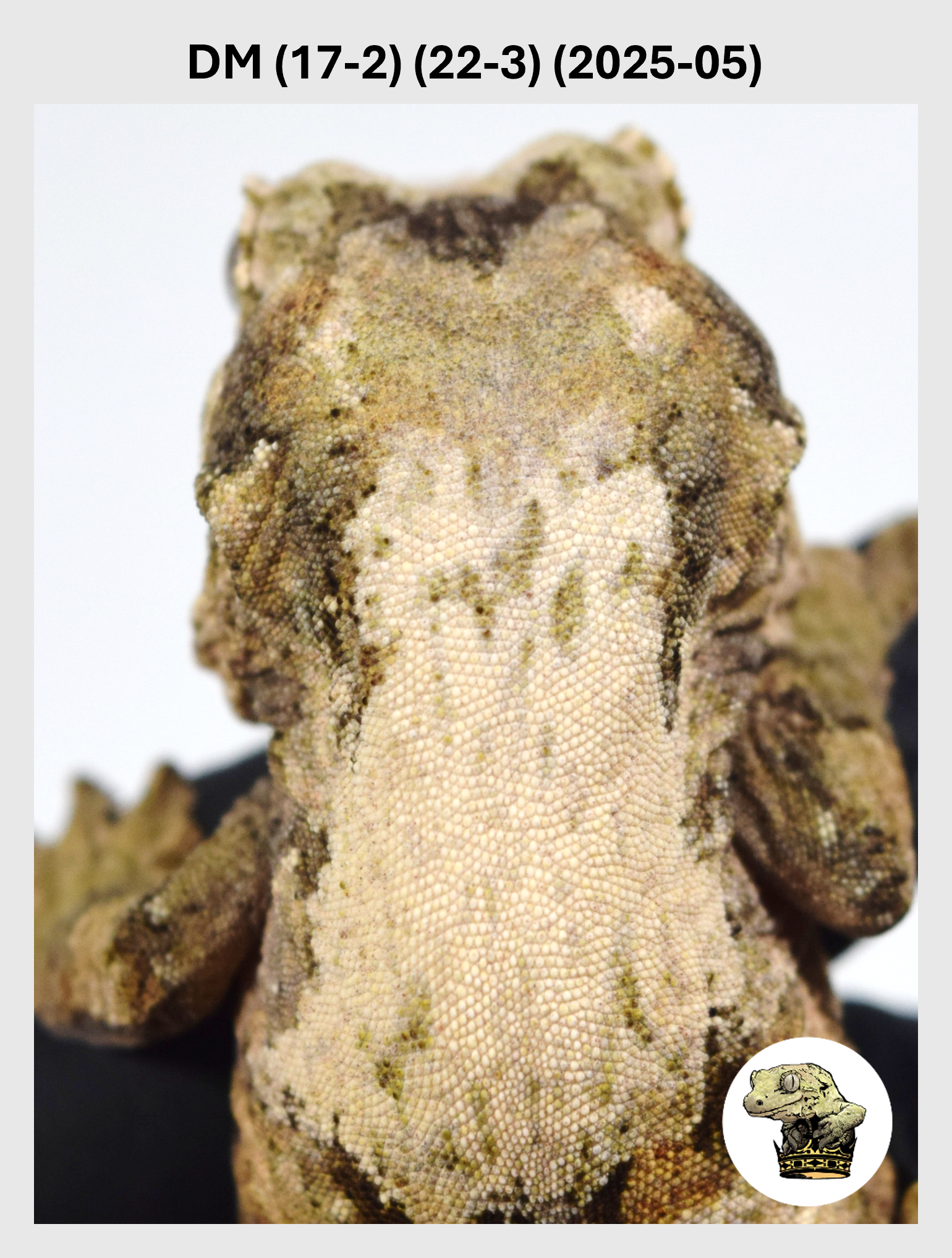 DM (17-2) (22-3) (2025-05) (2025-12-16) (1) SQSP.png