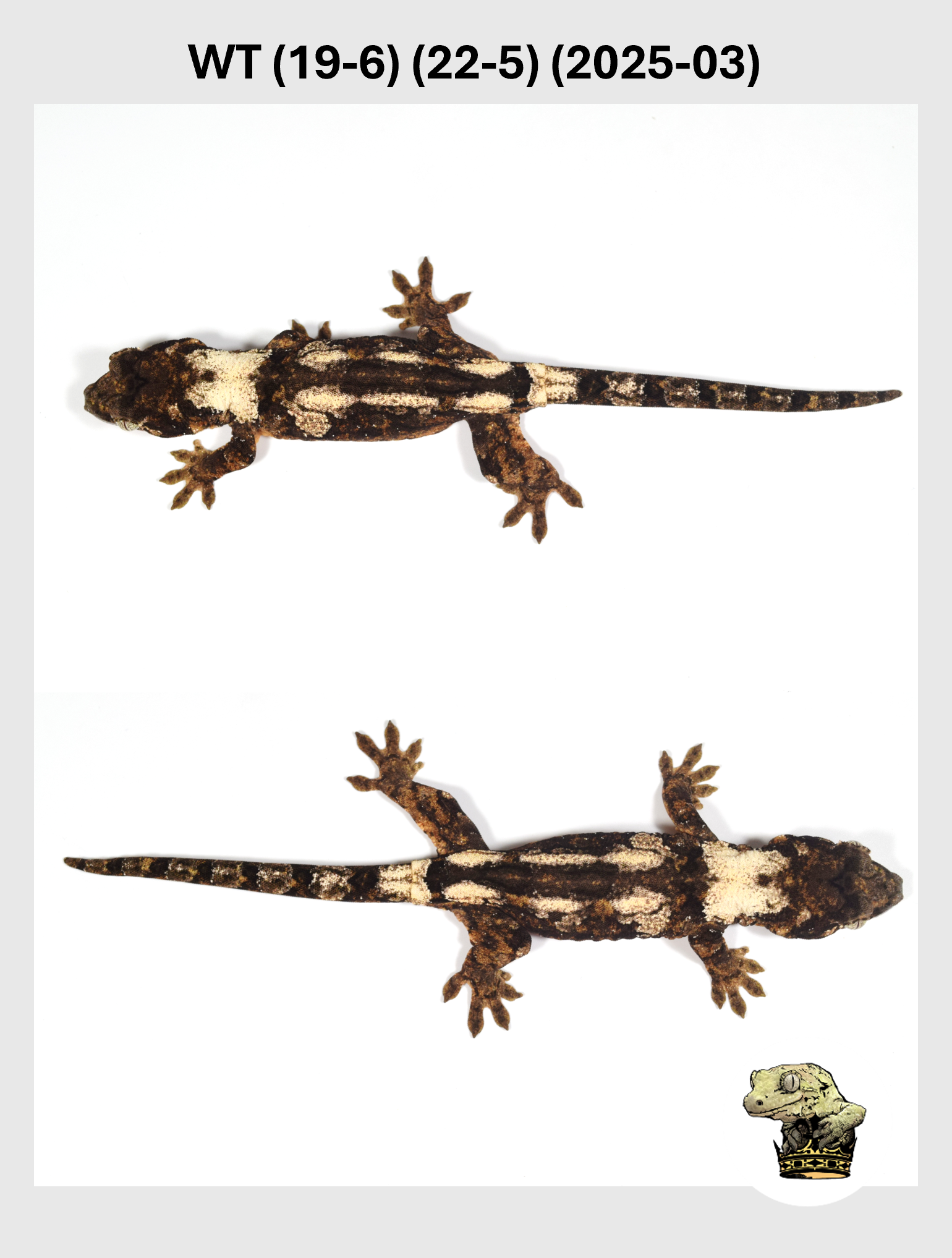 WT (19-6) (22-5) (2025-03) (2025-12-16) (3) SQSP.png