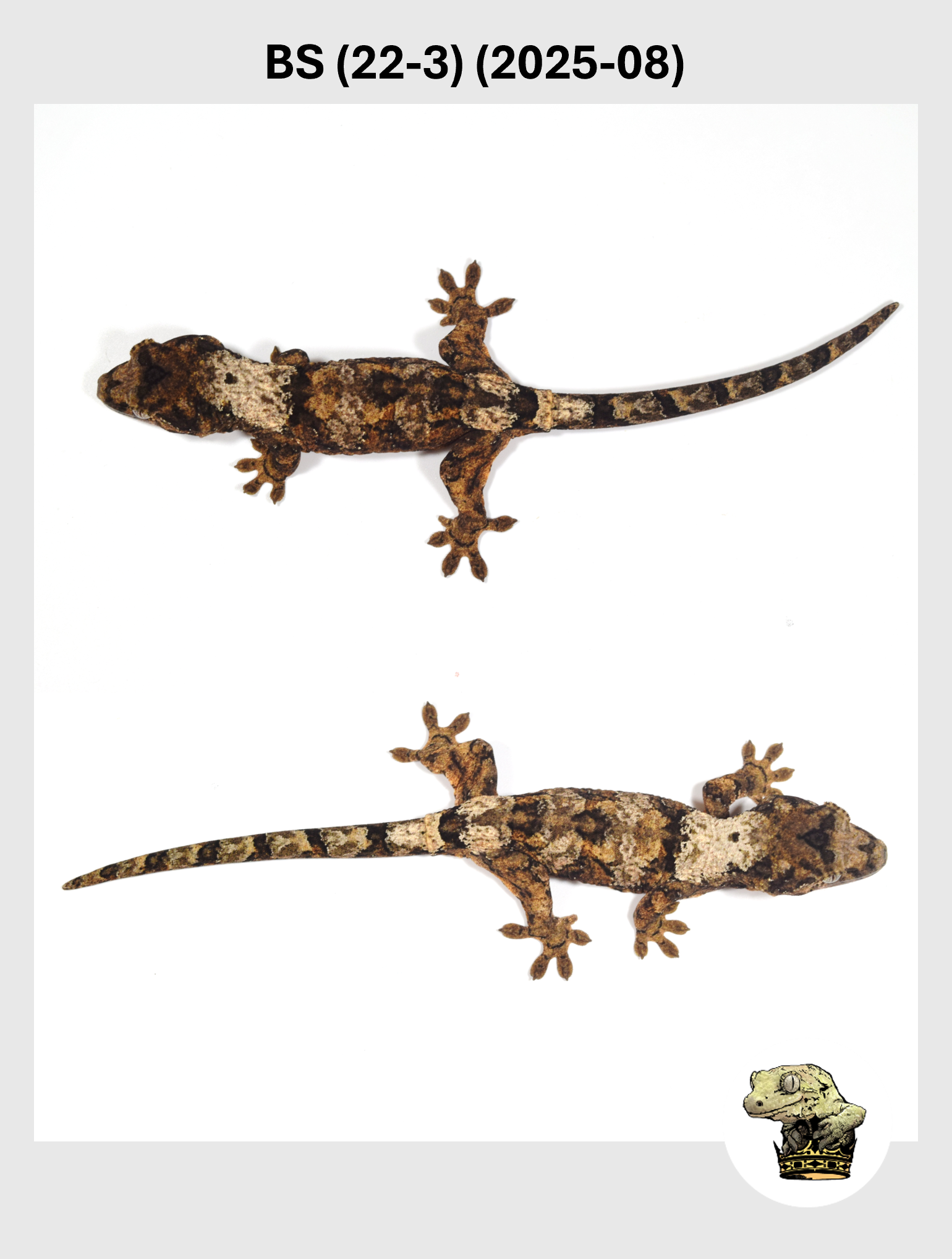 High White Male*! Bane x Sable (22-3) (2025-08)