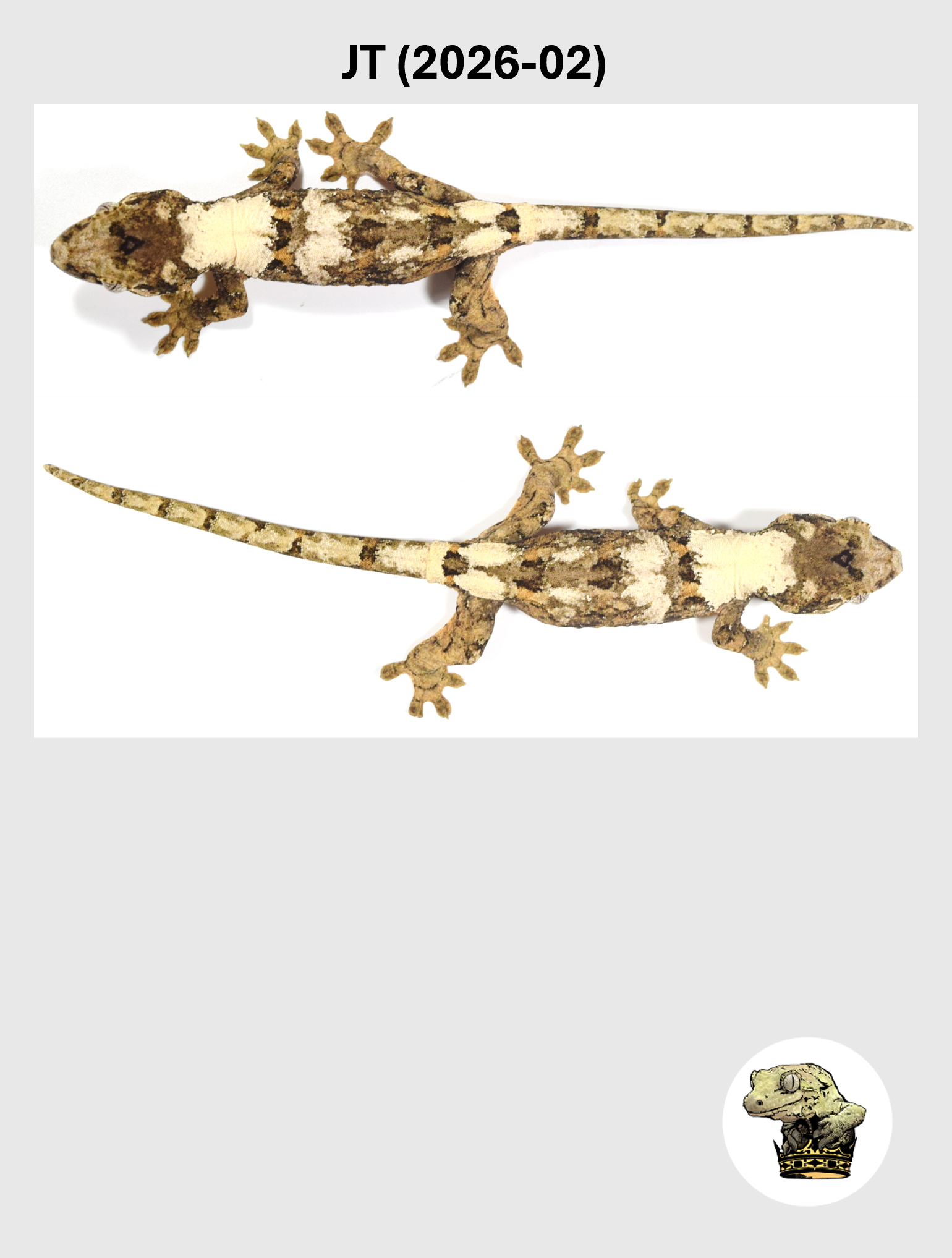 Bright Color White Collar Male*! JT (2026-02)