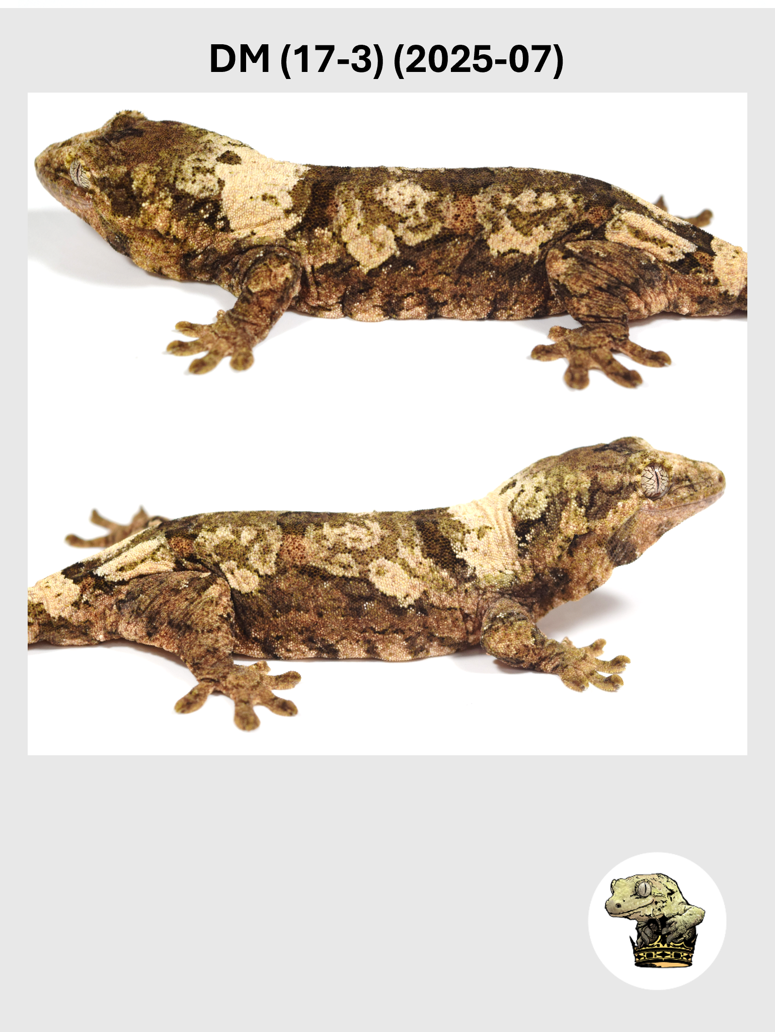 DM (17-3) (2025-07) (2026-03-04) (2) SQSP.png