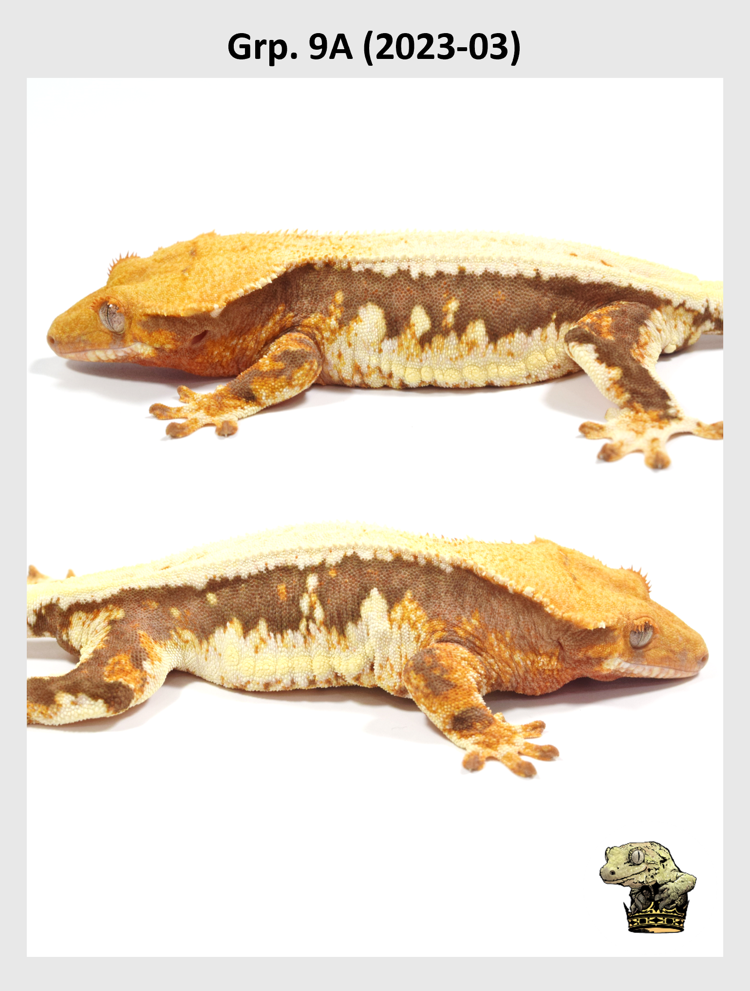 SQSP Grp. 9A (2023-03) (2024-12-23) (1).png