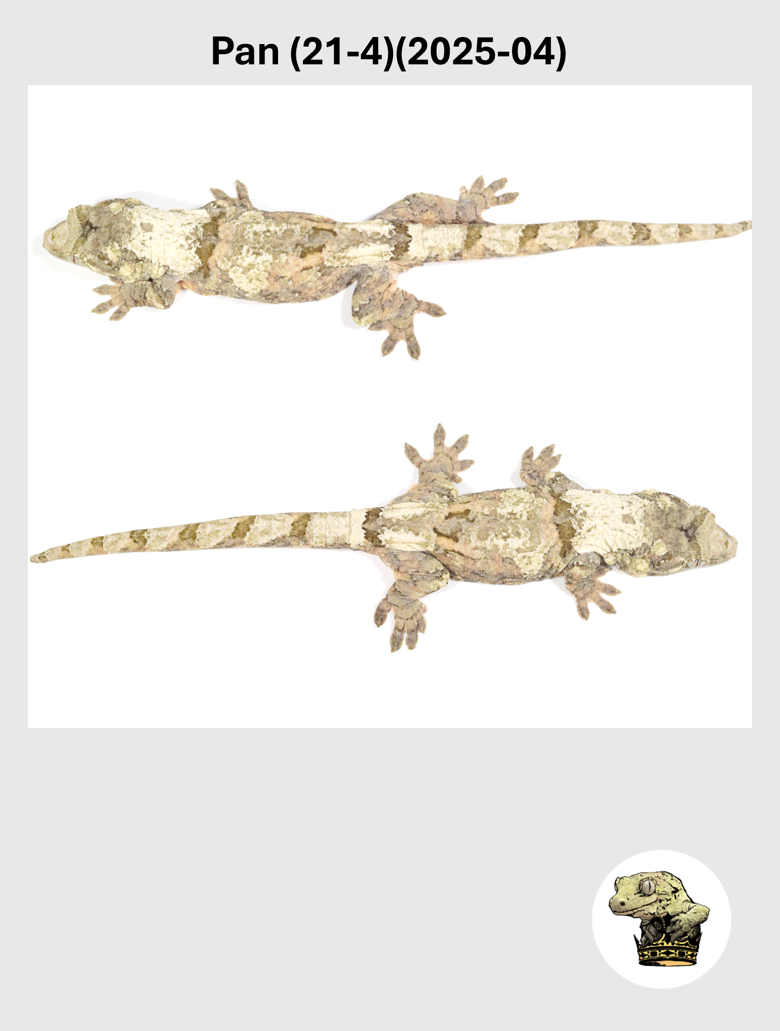 Pan (21-4)(2025-04) (2026-10-02) (5) SQSP.png