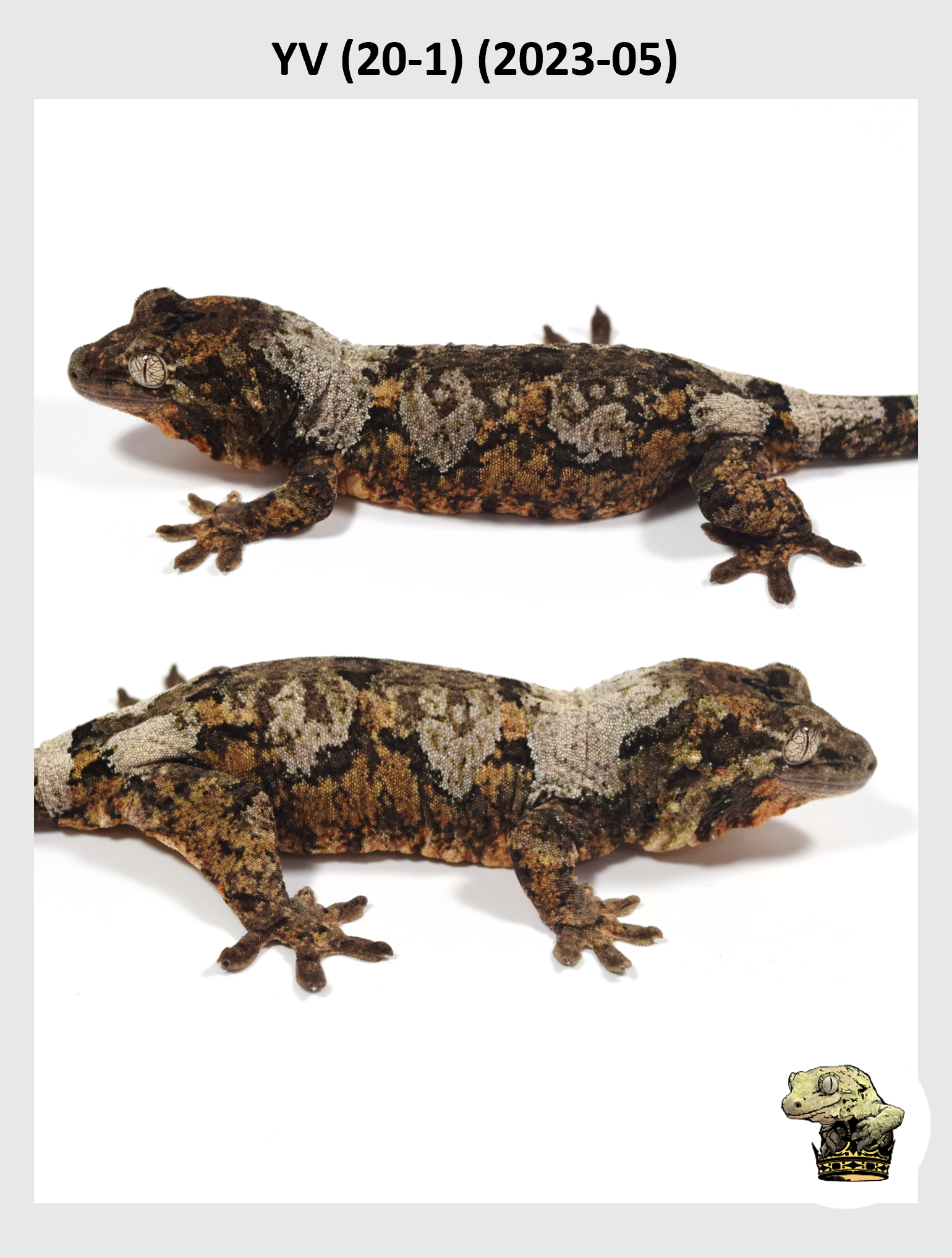 YV (20-1) (2023-05) (2024-05-25) (2) SQSP.png