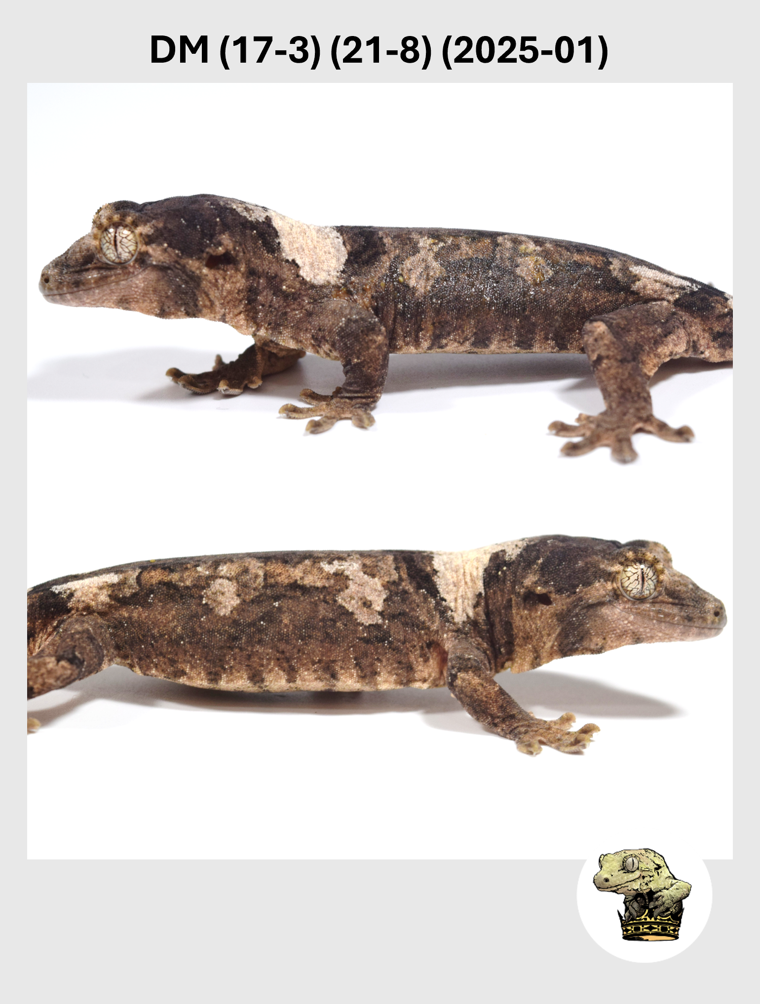 Super High White Line! DM (17-3) (21-8) (2025-01)