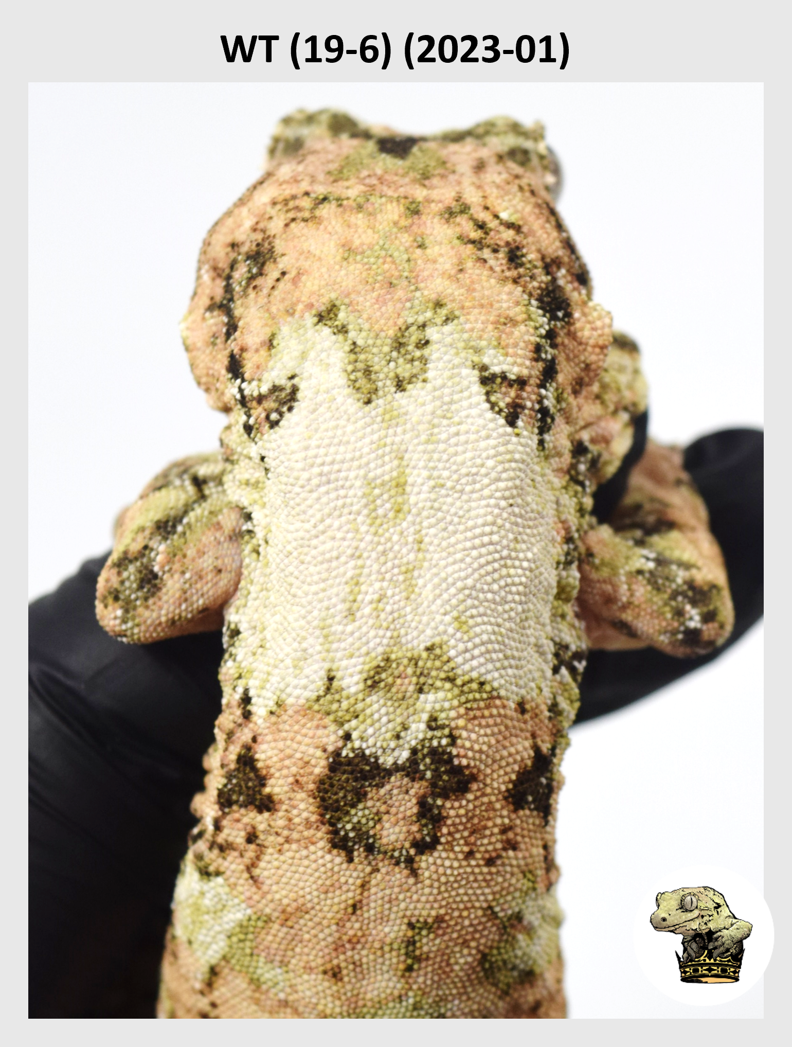 WT (19-6) (2023-01) (2024-05-25) (1) SQSP.png