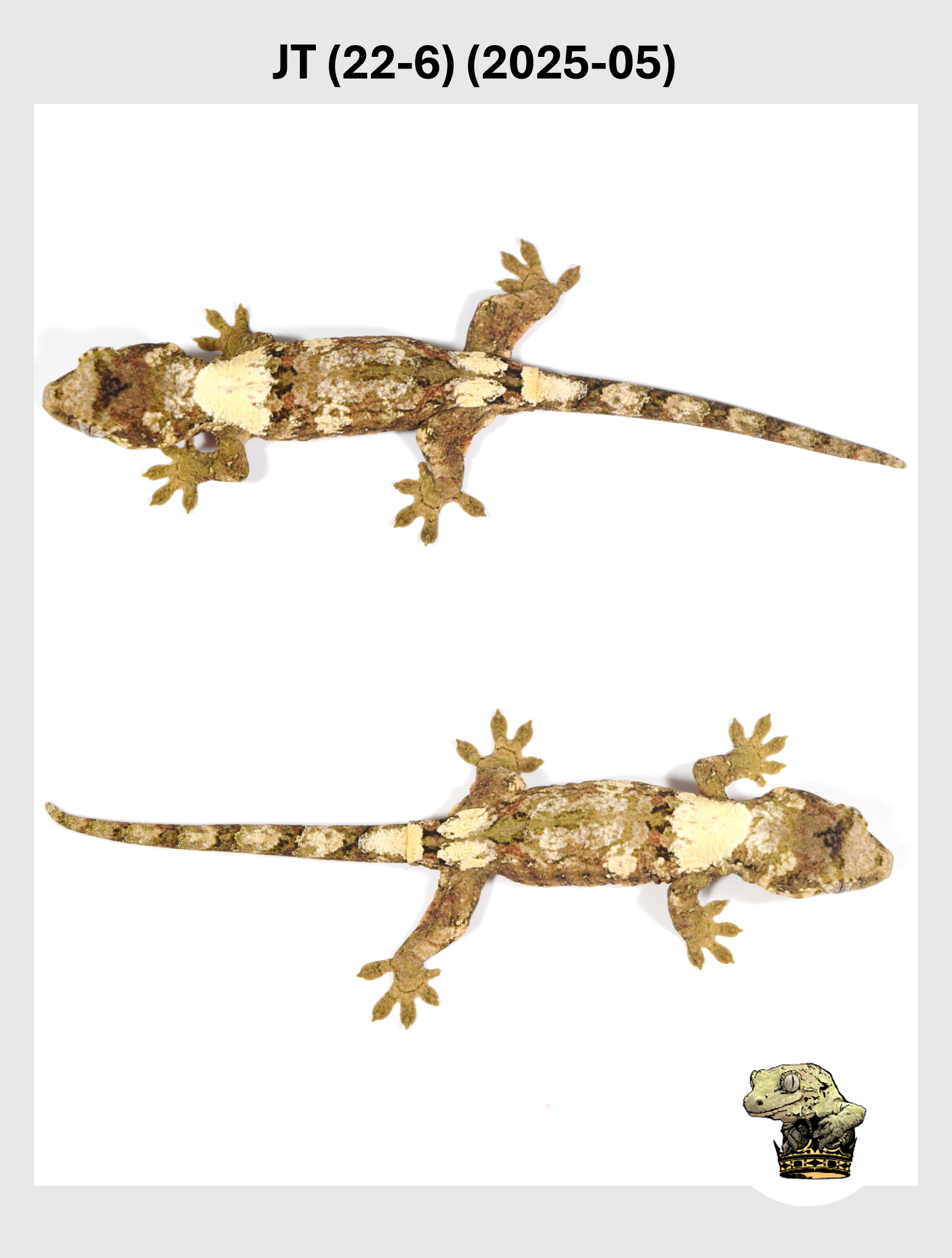 JT (22-6) (2025-05) (2025-12-22) (3) SQSP.png